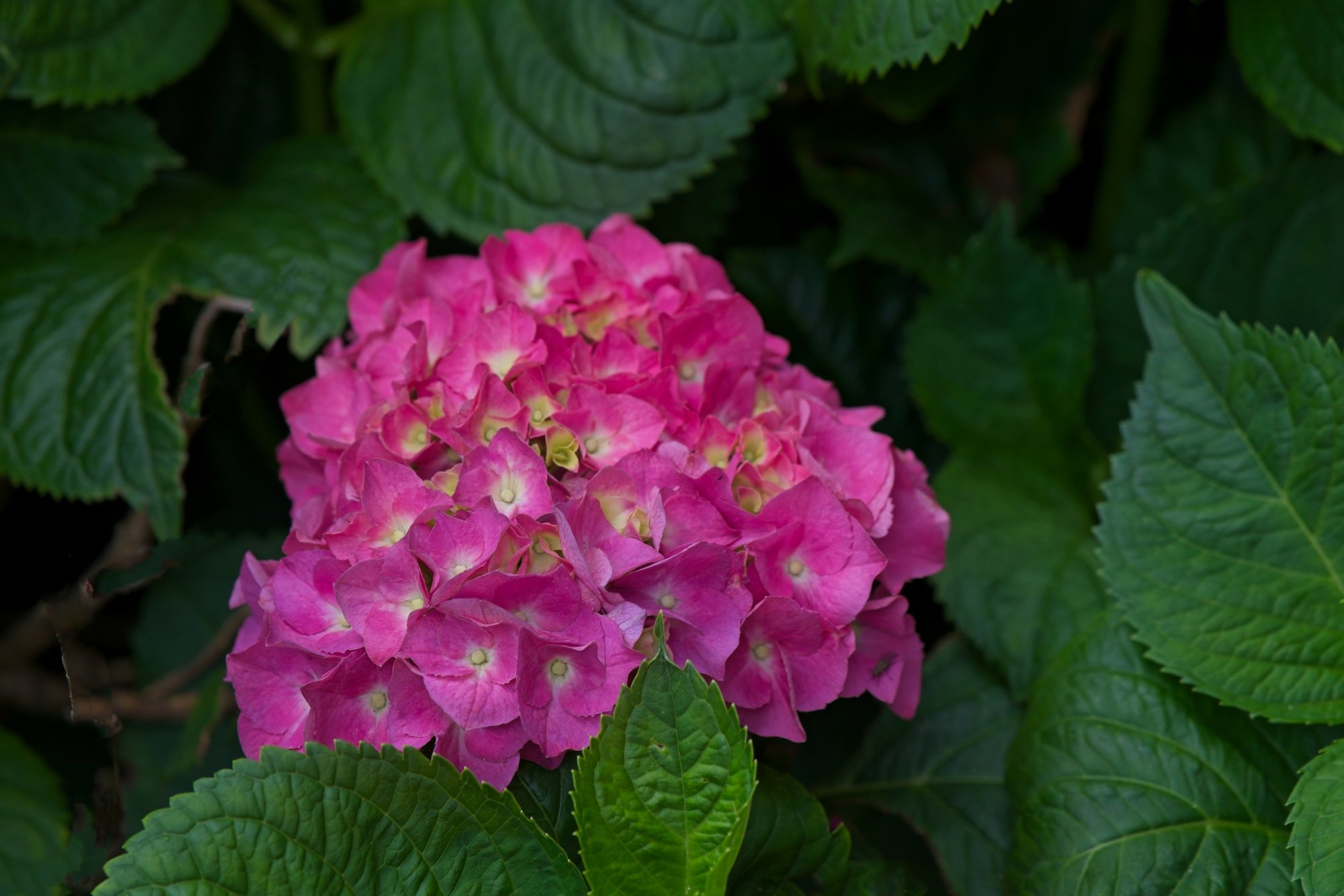 First of the Hydrangeas.jpeg