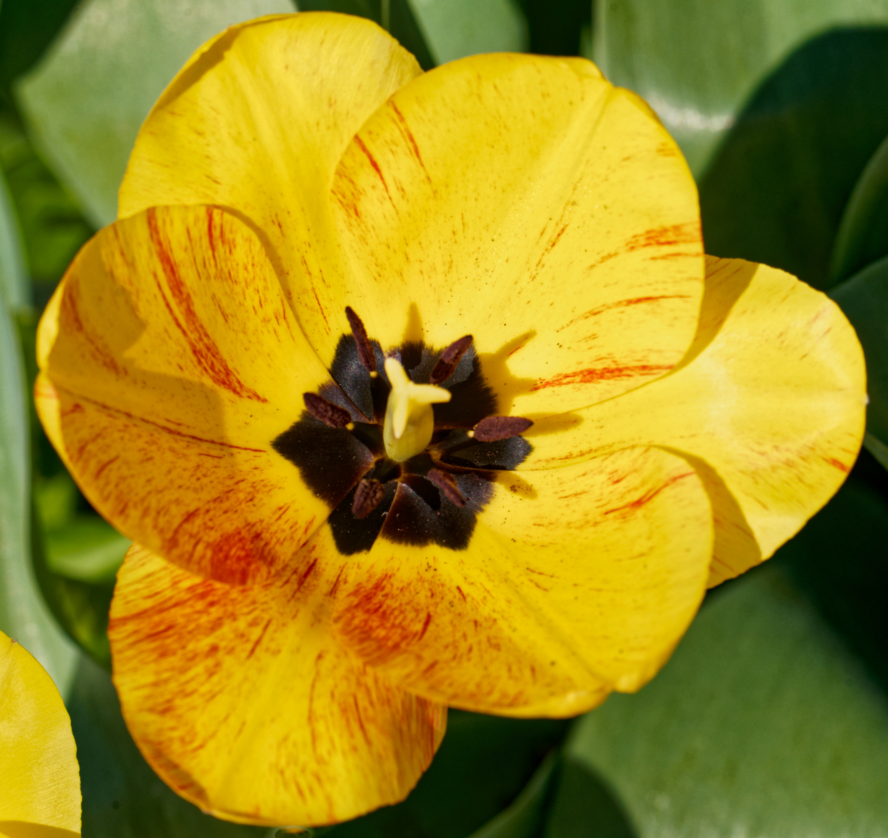 First Tulip of the Season.jpeg