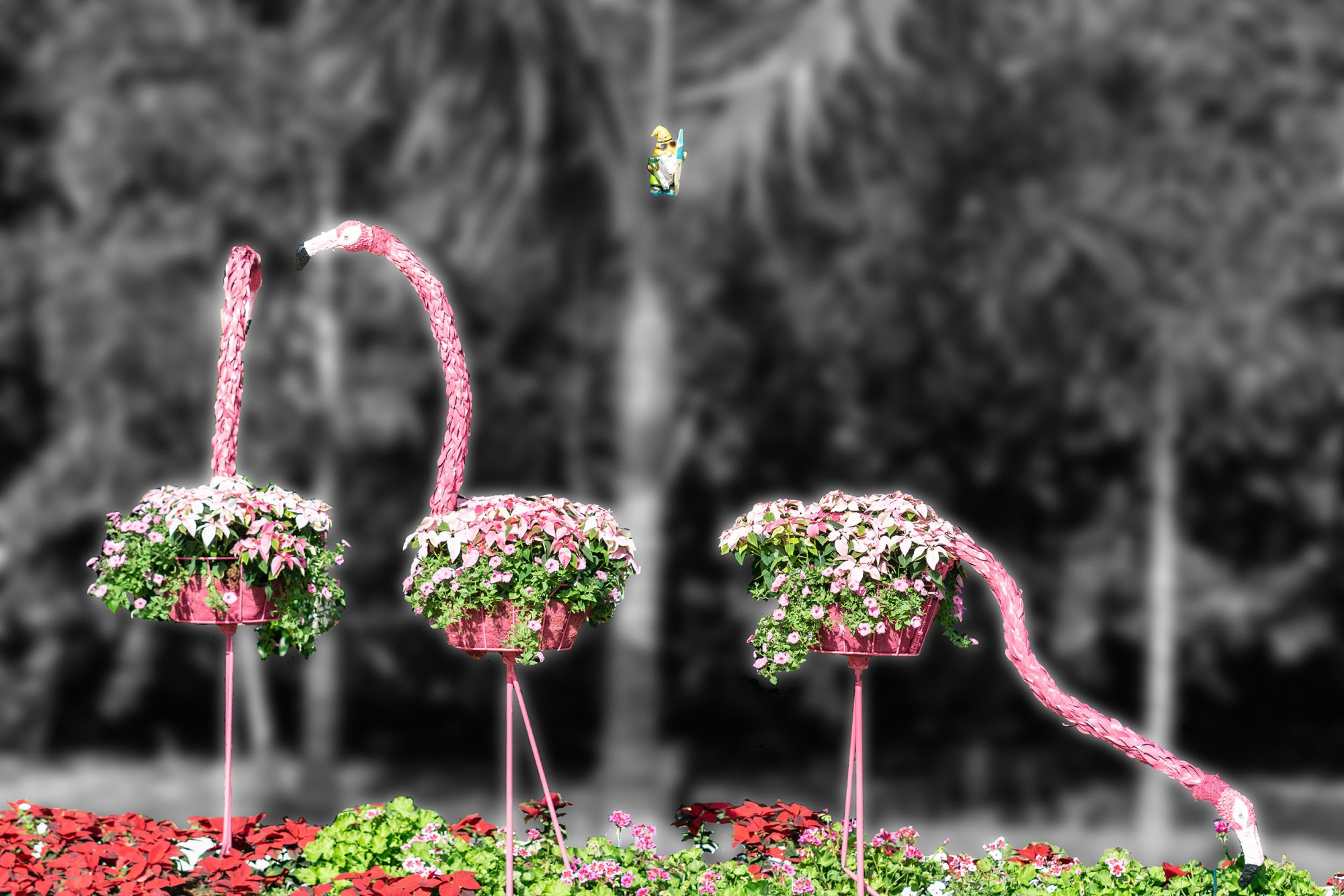 Flamingo-2500px.jpg
