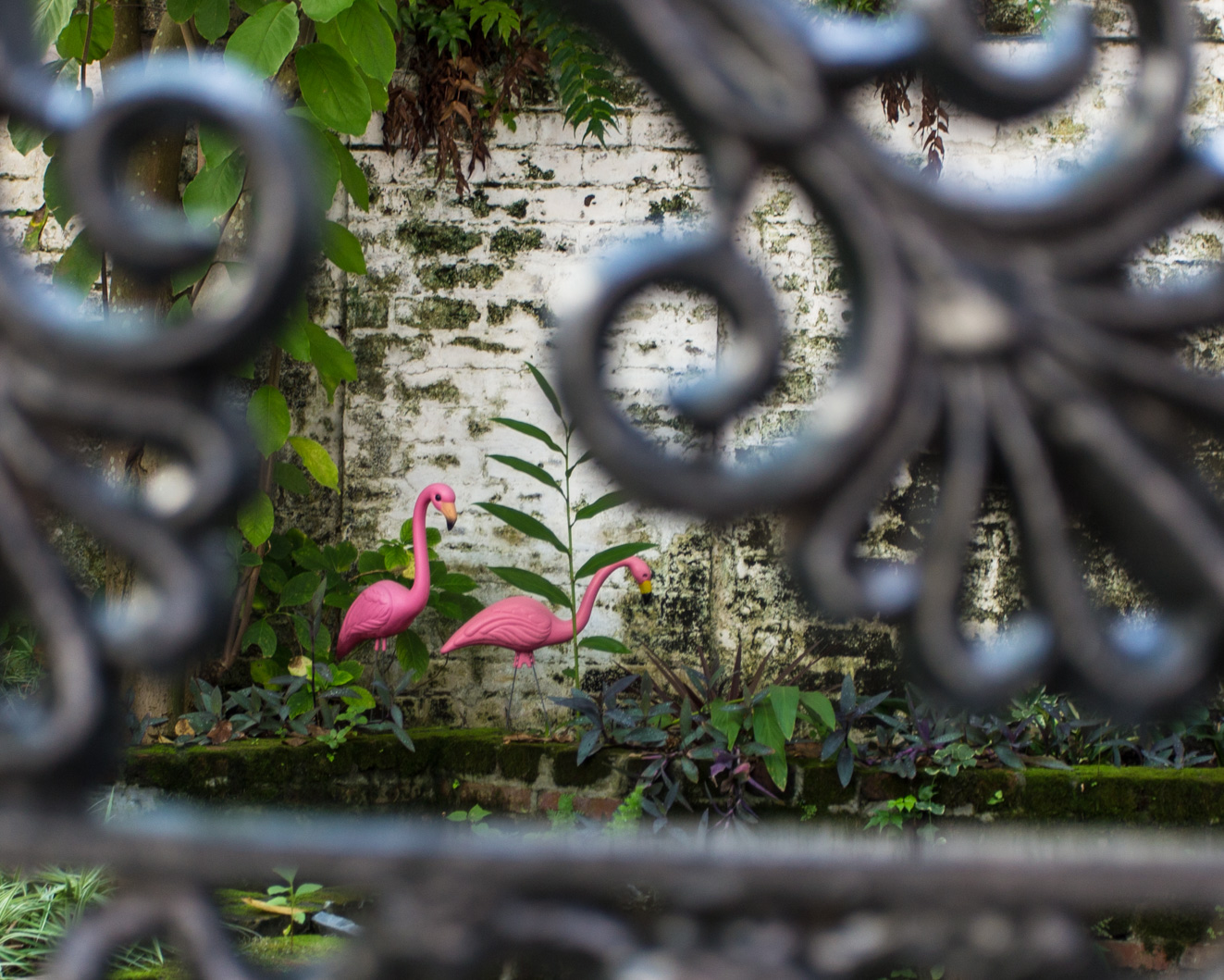 flamingo_garden (1 of 1).jpg