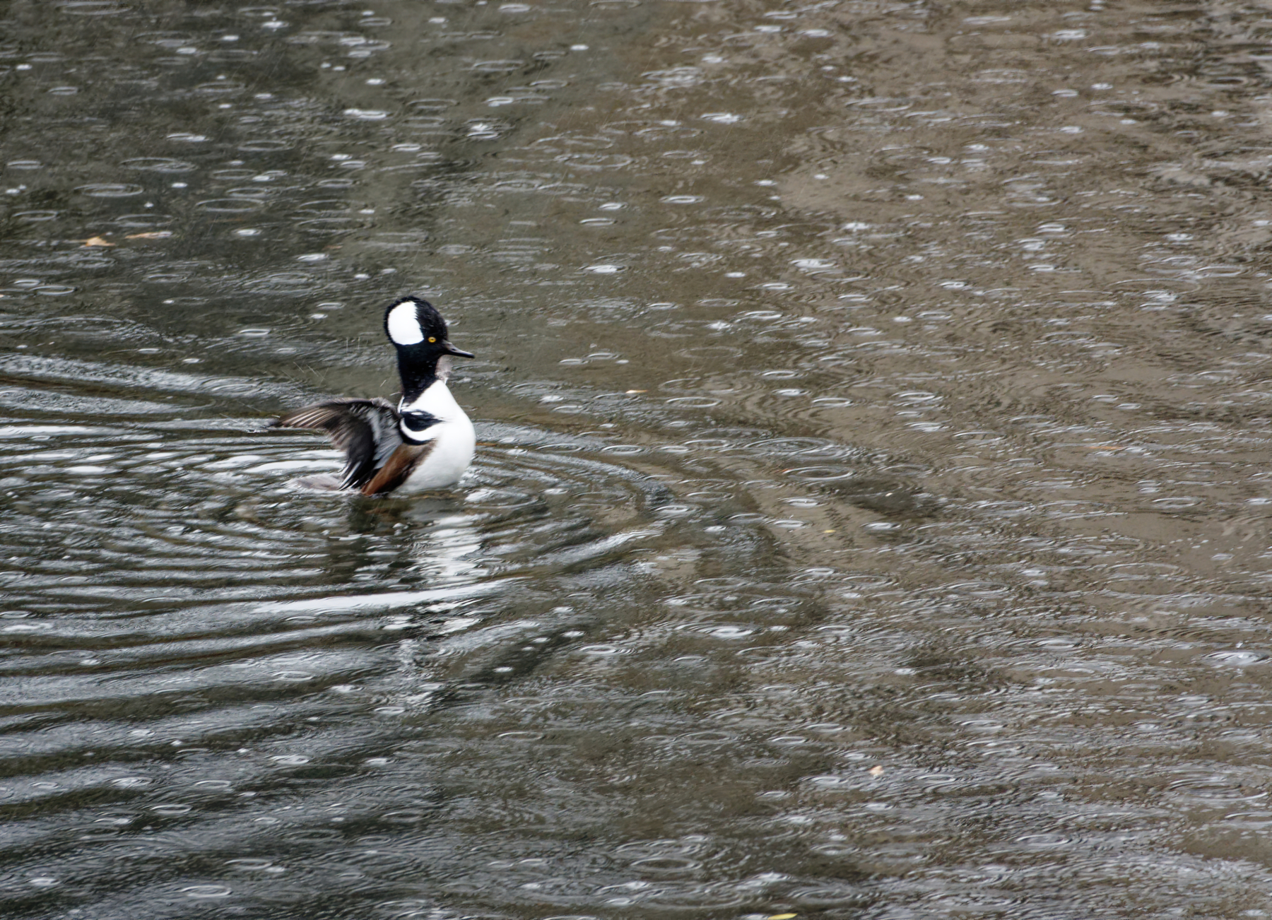 Flapping the Wings in the Rain.JPG