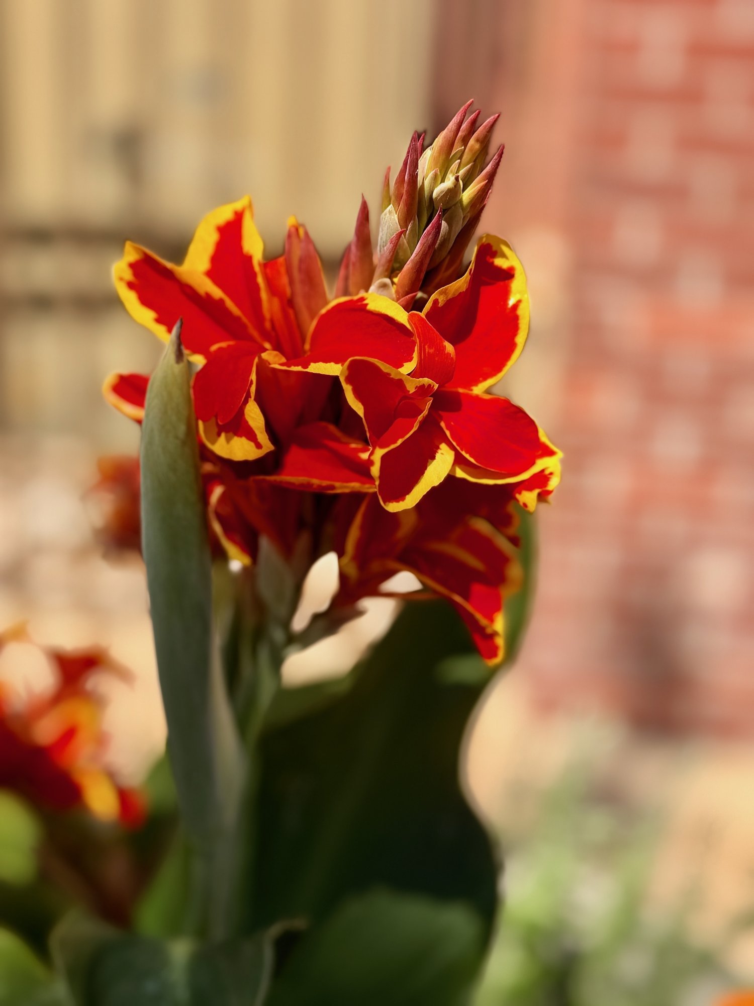 flower - 1.jpeg