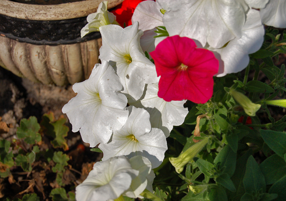 Flower and planter - 02.jpg