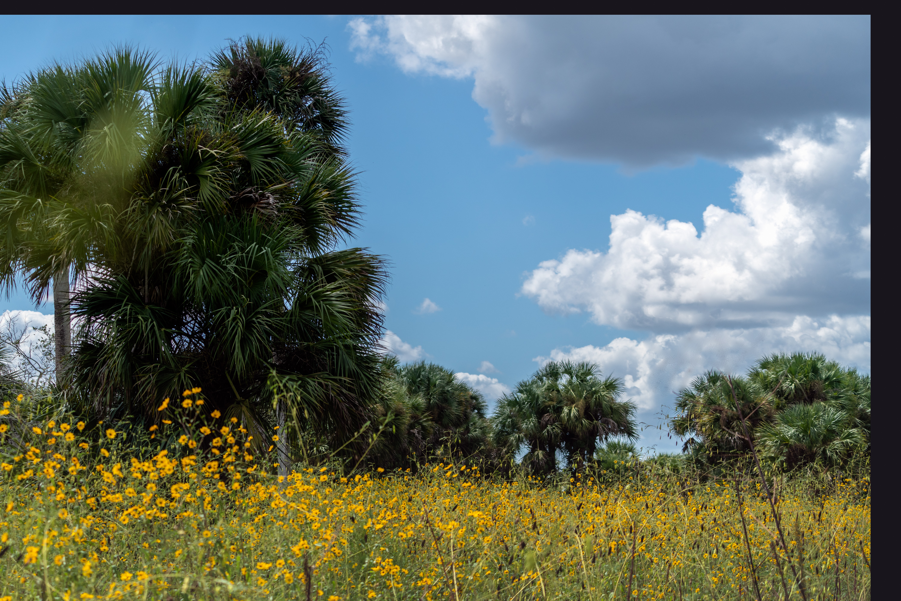 Flower Field-2000px-1.jpg