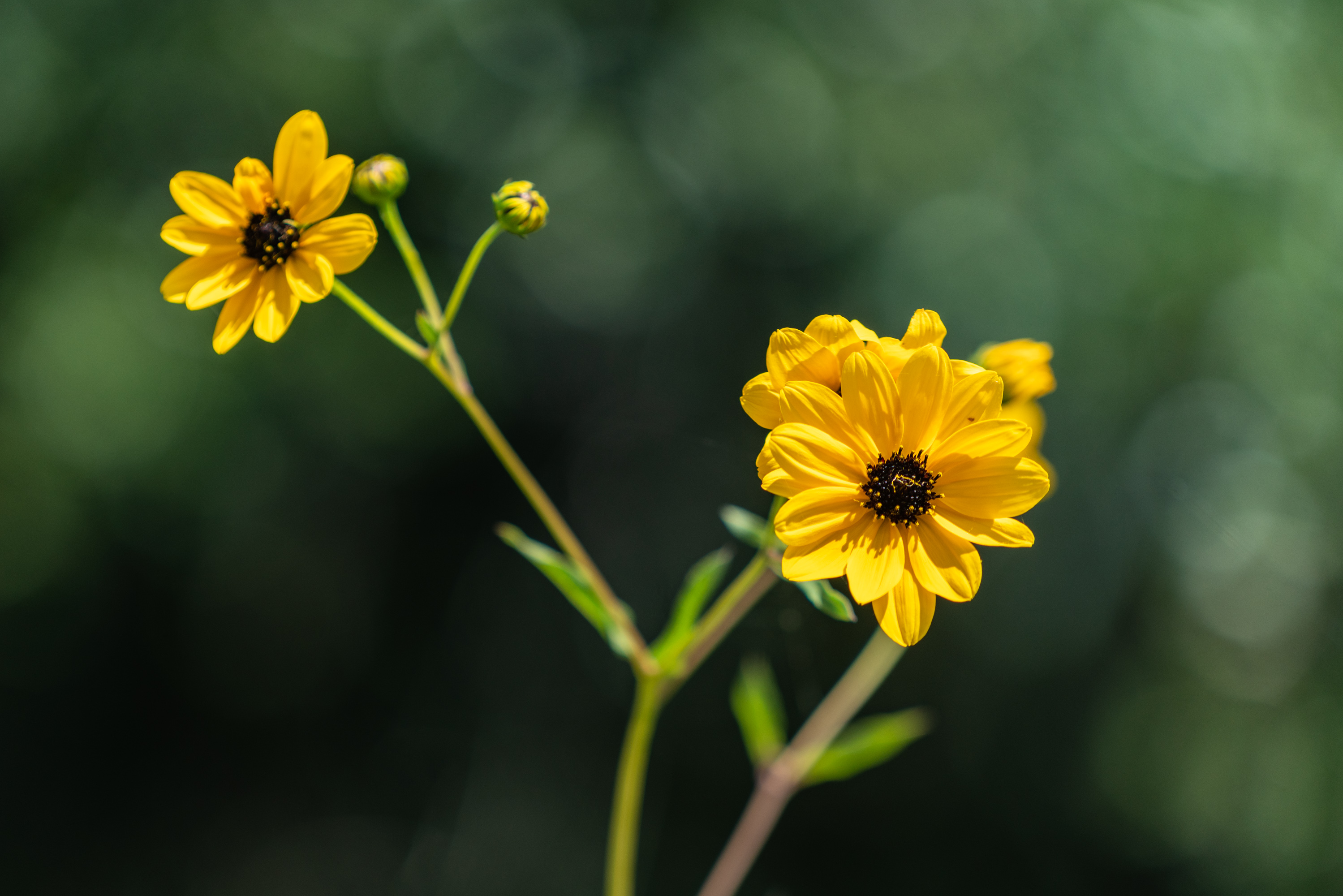 Flower Field-2000px-2.jpg