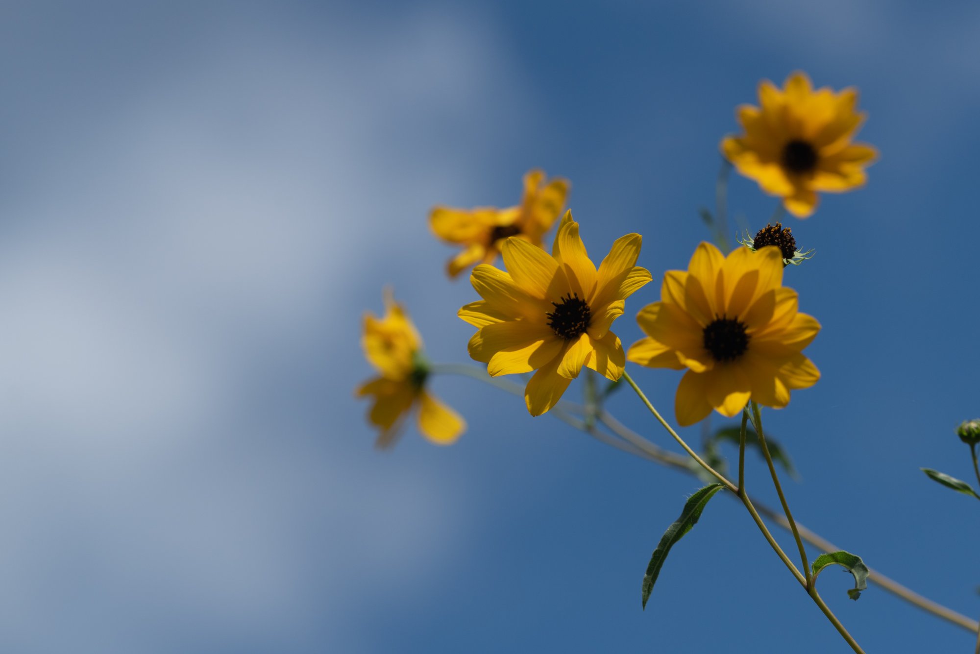 Flower Field-2000px-3.jpg