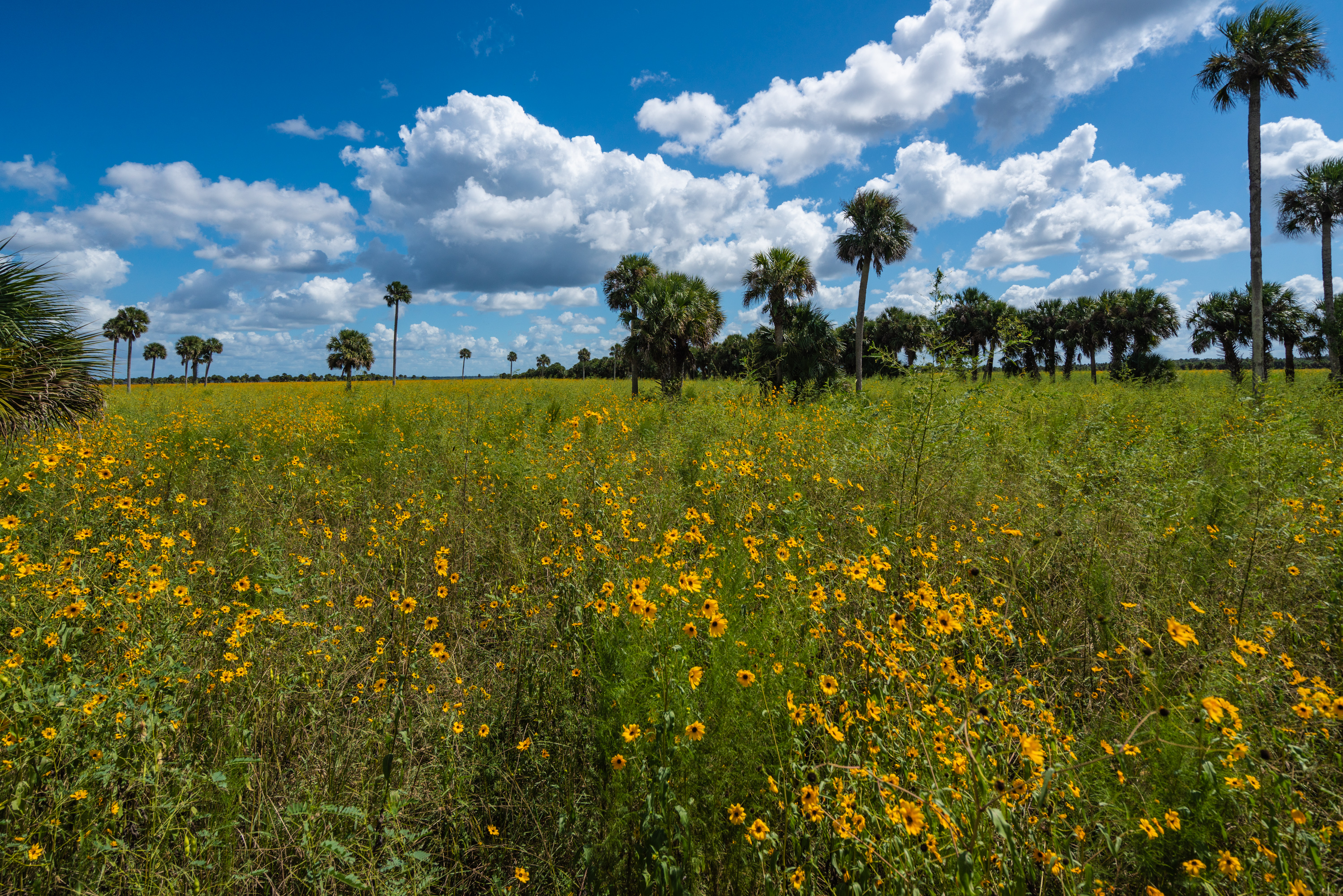 Flower Field-2000px-5.jpg