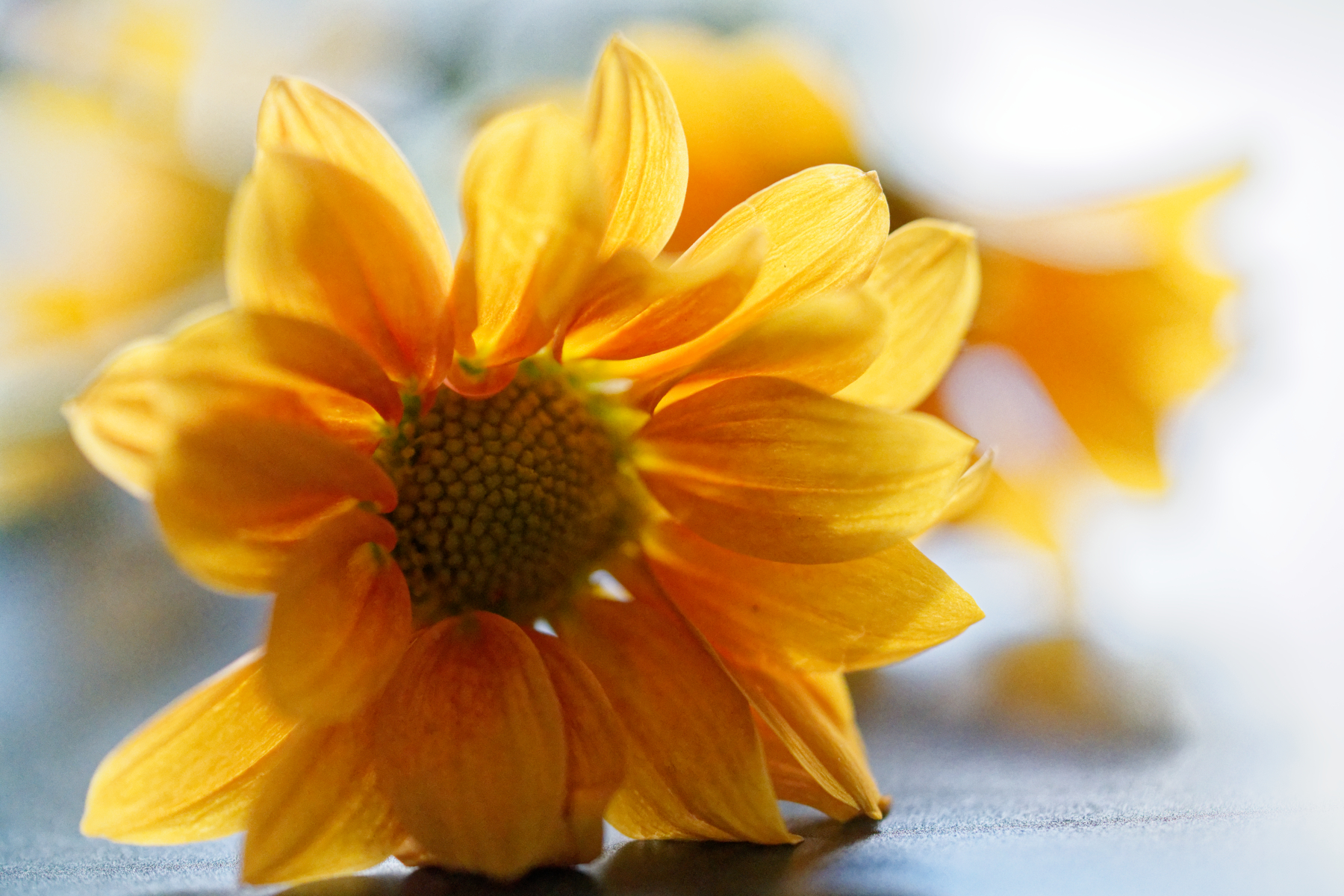 Flower in High Key Lighting.JPG