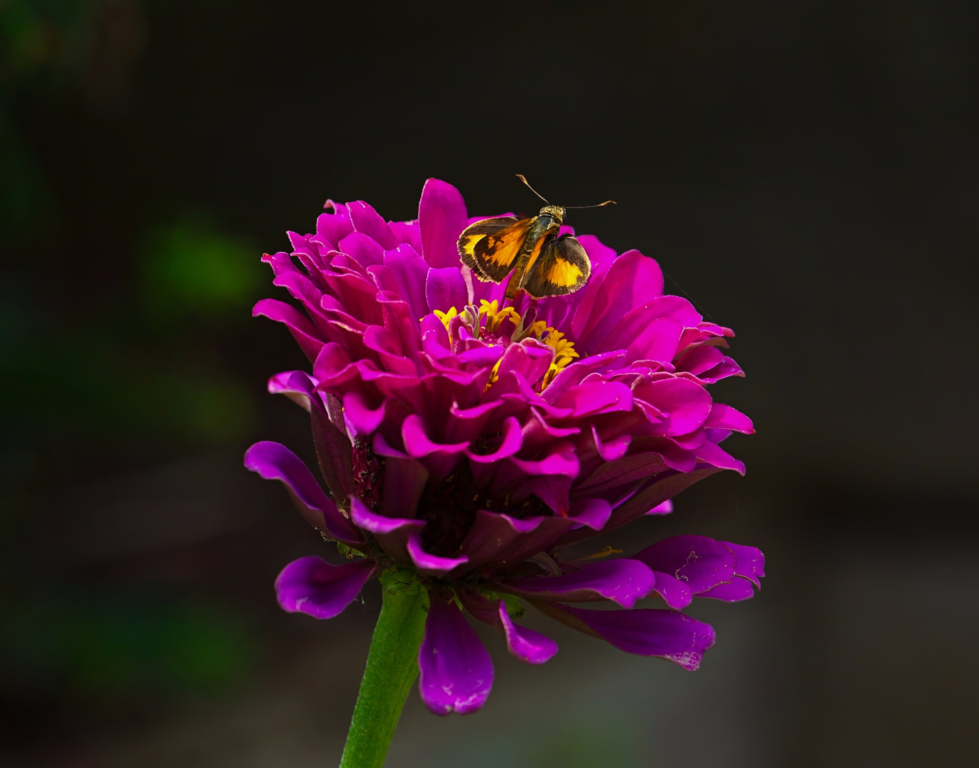 Flower With a Winged Visitor .jpeg