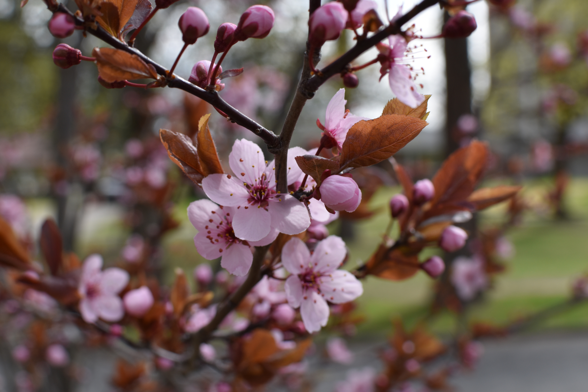 Flowering_Plum.jpg