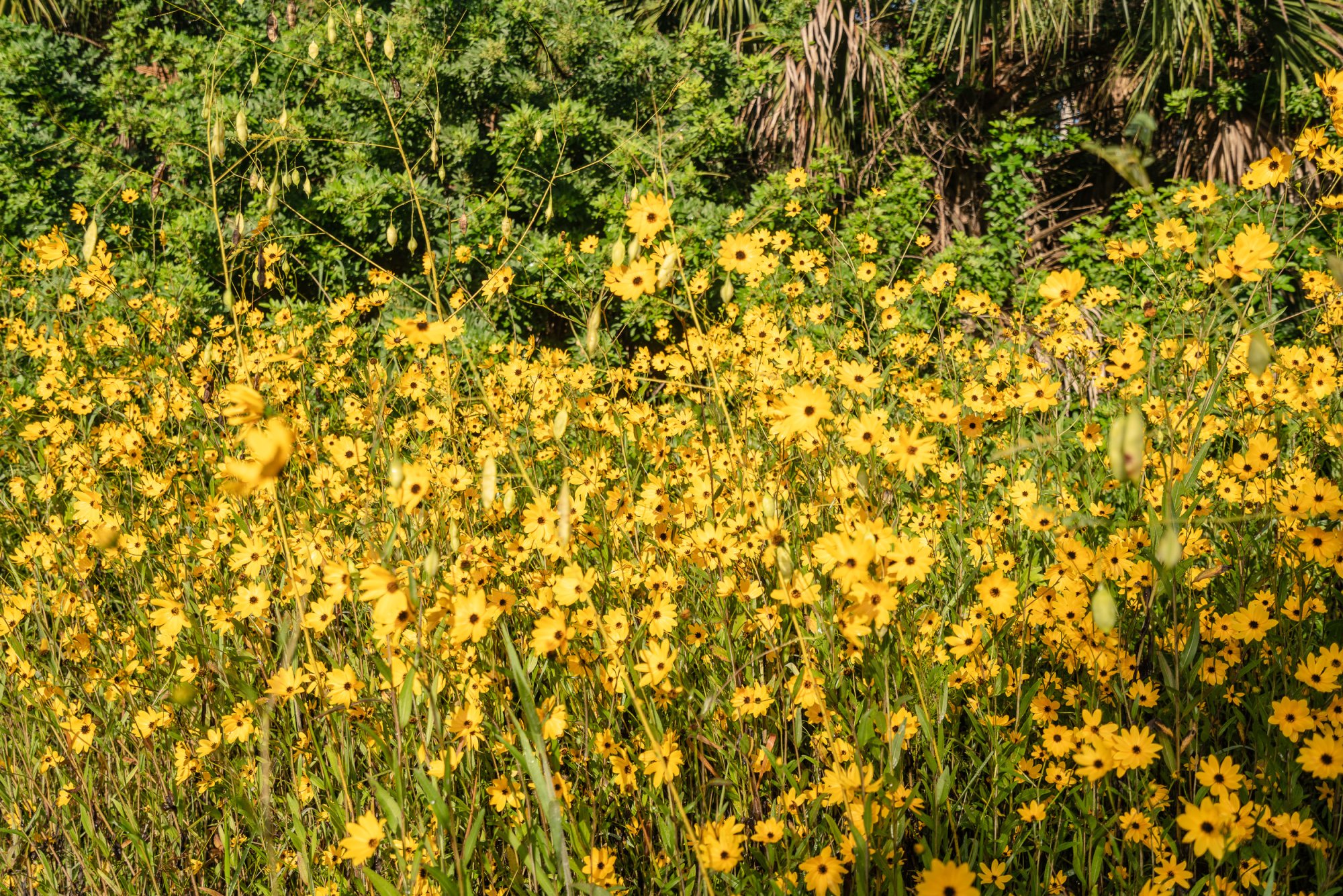 Flowers 2023 - 2500px-1.jpg