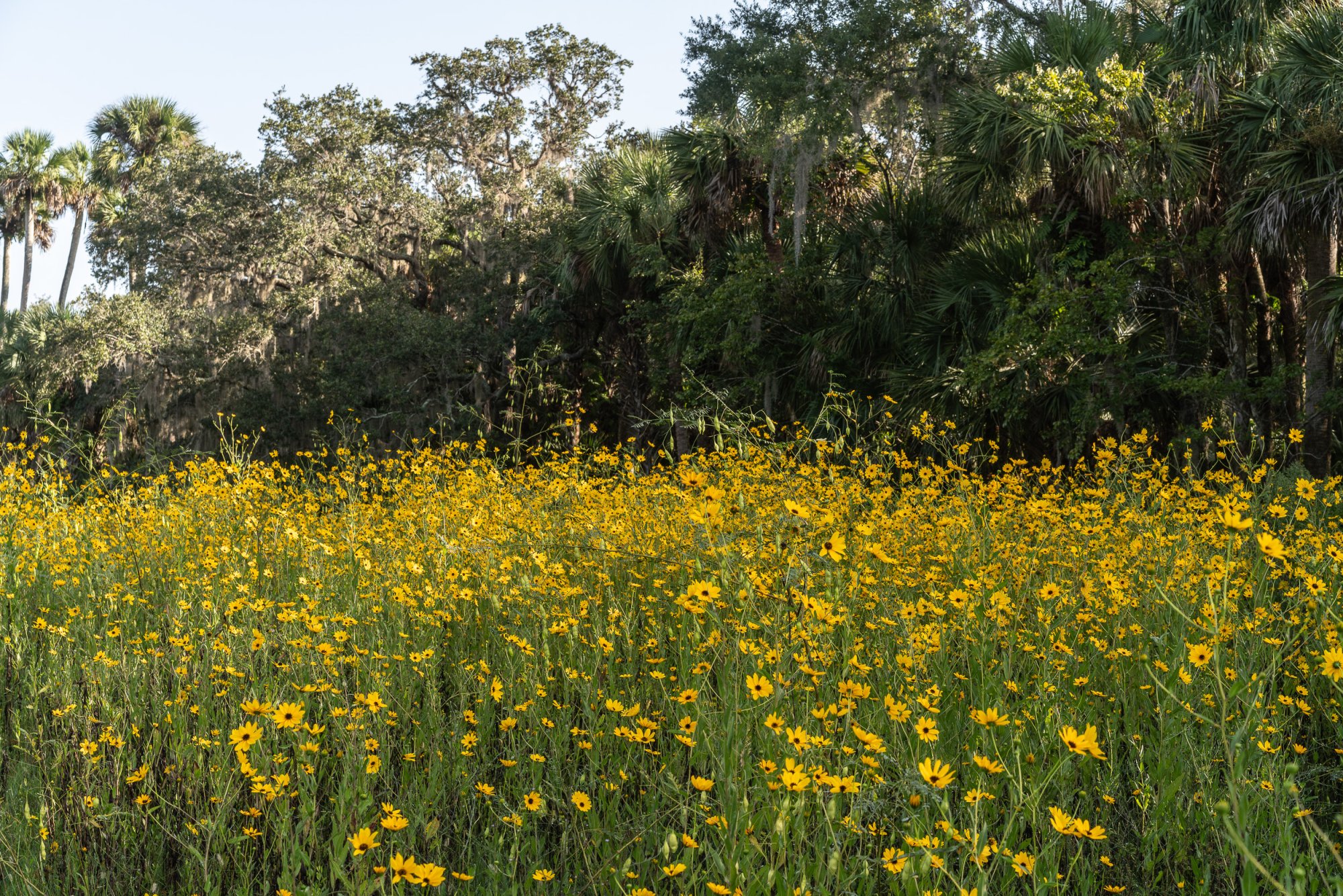 Flowers 2023 - 2500px-10.jpg