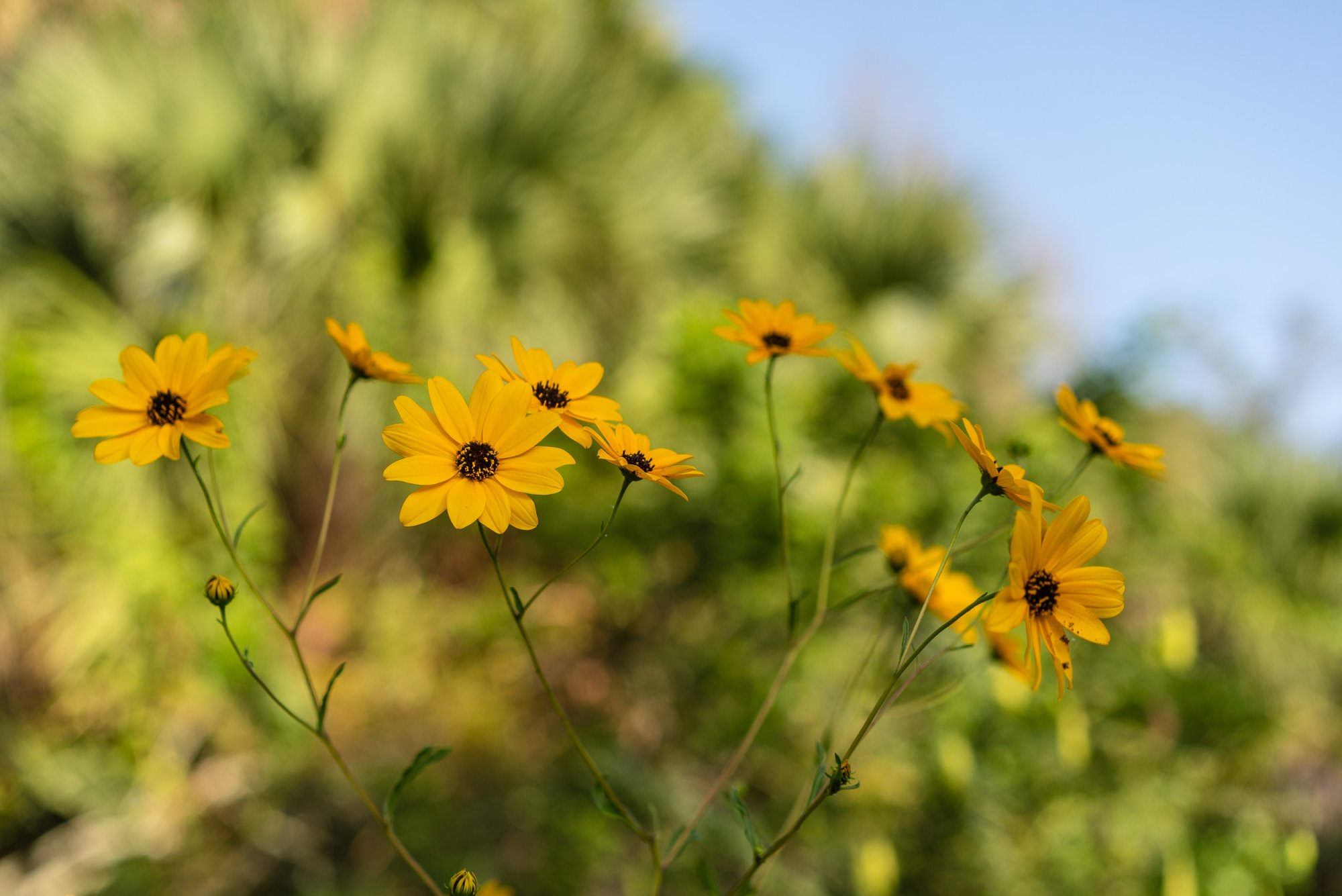 Flowers 2023 - 2500px-13.jpg