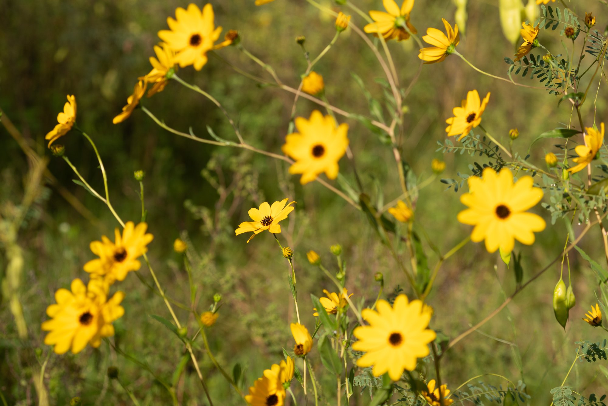 Flowers 2023 - 2500px-3.jpg