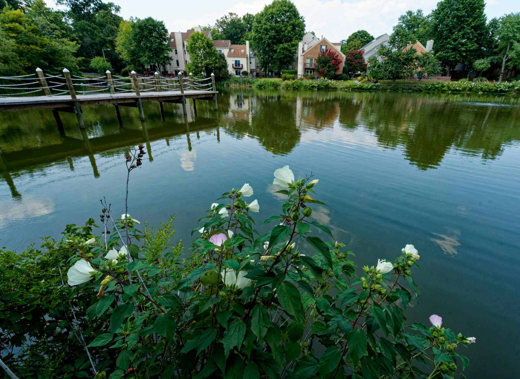 Flowers Framing the Lake.jpeg