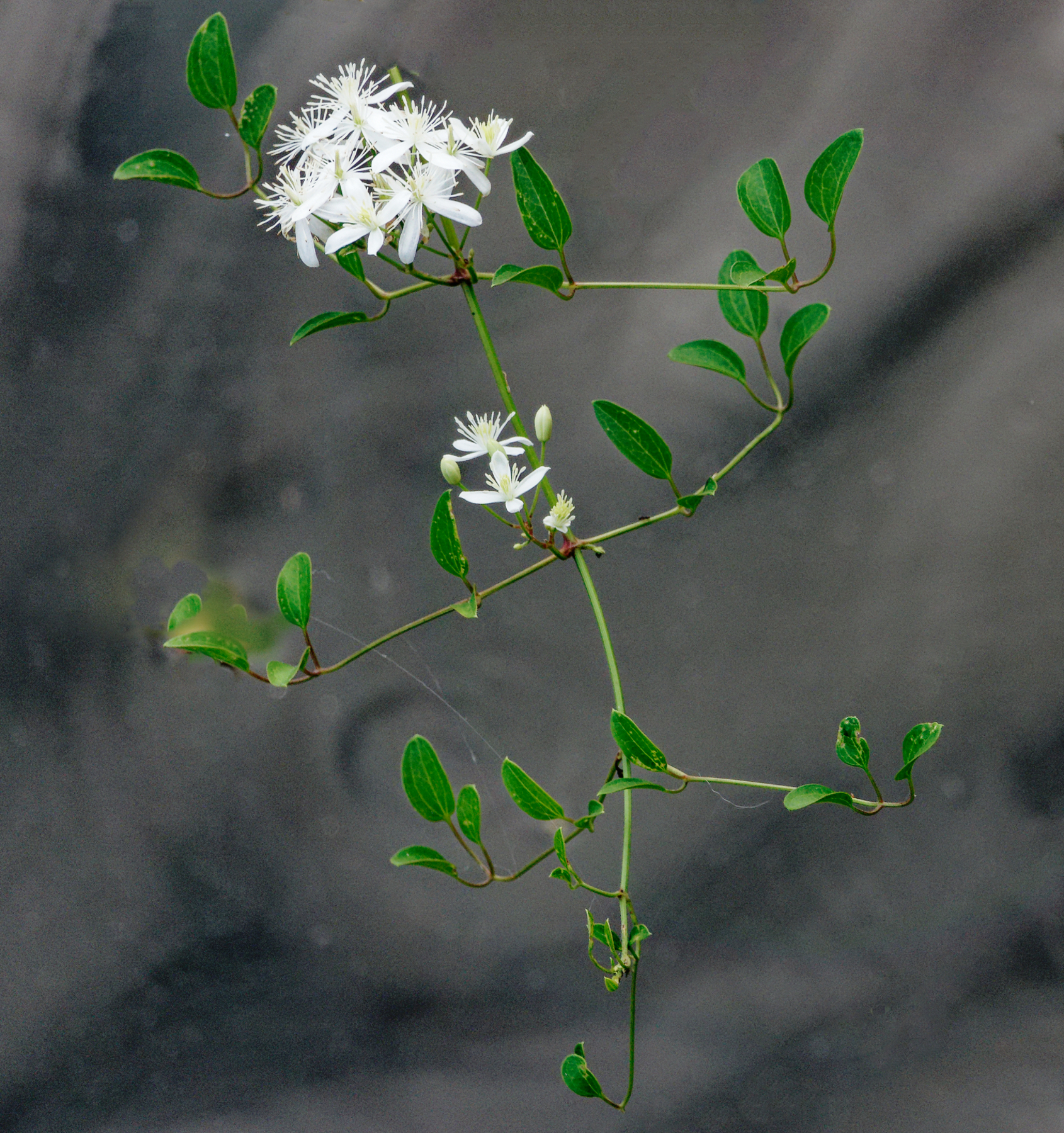 Flowers Over the Water.jpeg