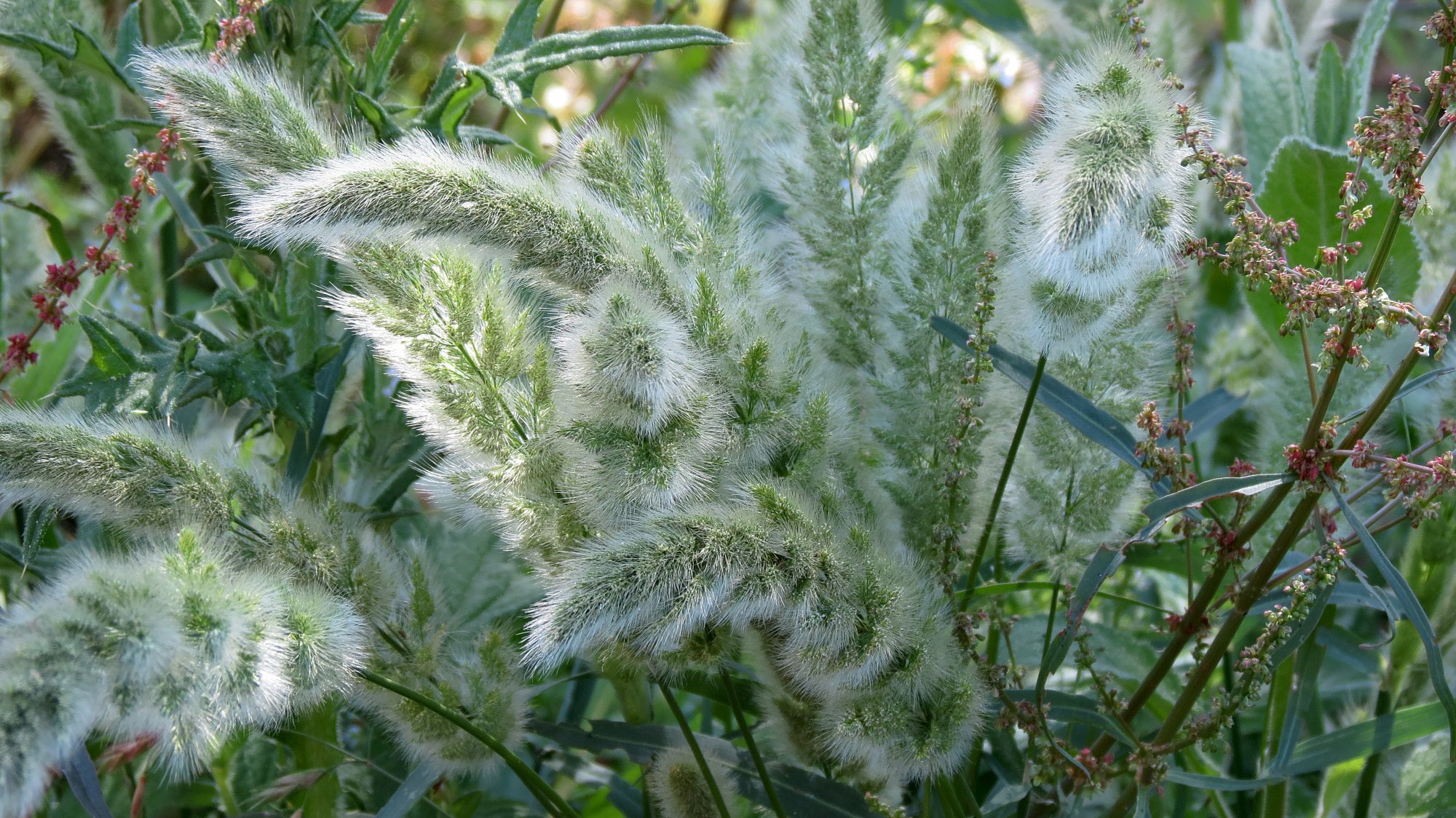 fluffy creek foxtails.jpg