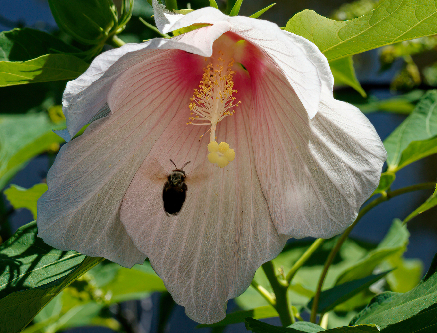 Flying in to Check Out the Pollen.jpeg