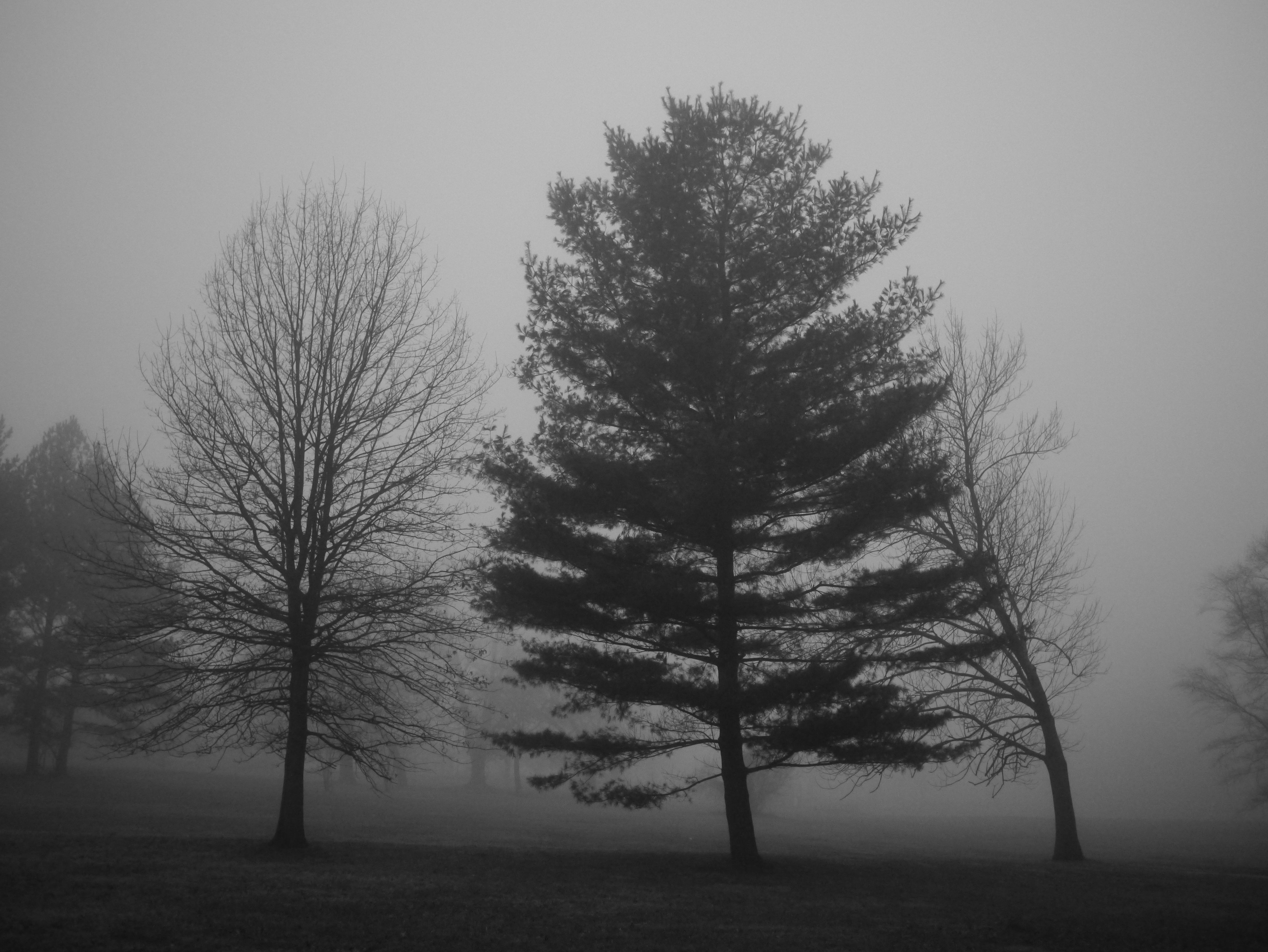 FoggyTrees.jpg