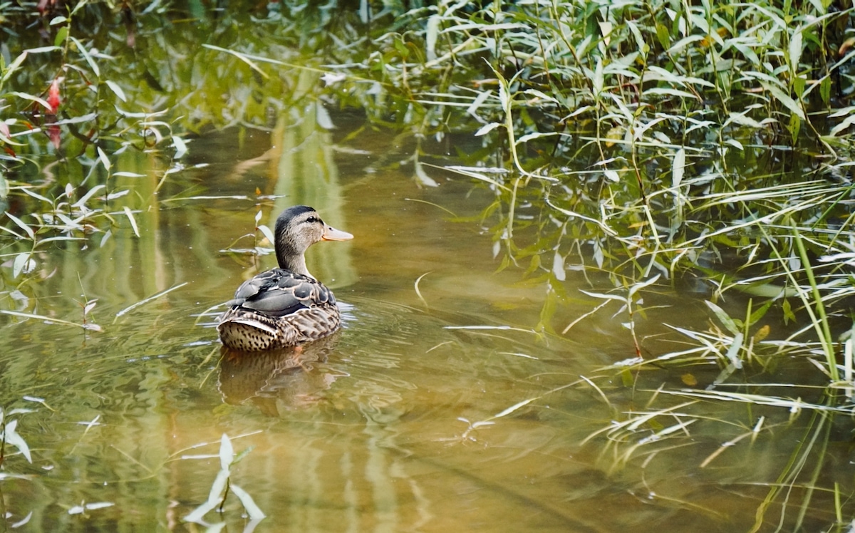 Framed duck.jpeg