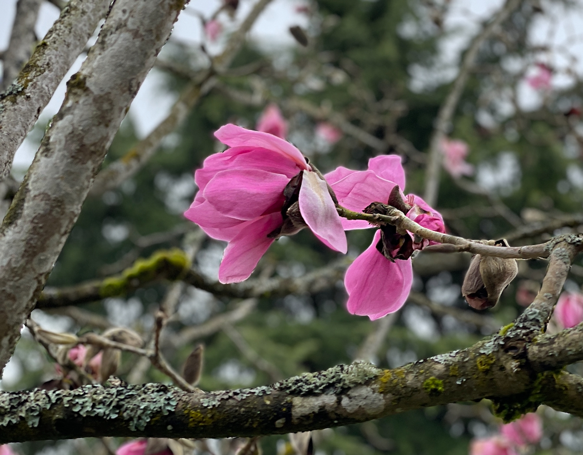 Framed magnolia (1).jpeg