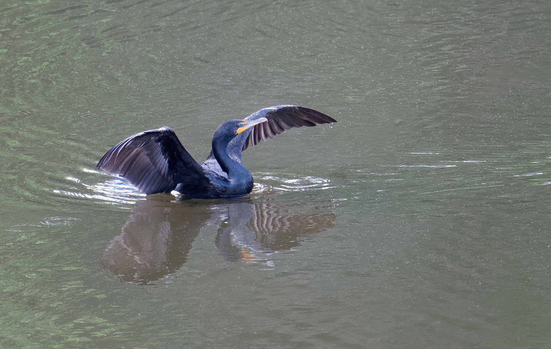 Frank Giving His Wings a Quick Drying.jpeg