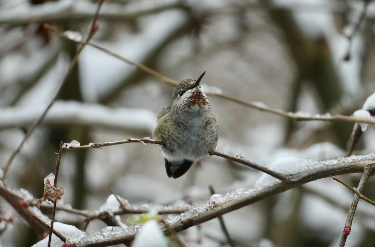 Freezing Hummingbird -8.jpeg