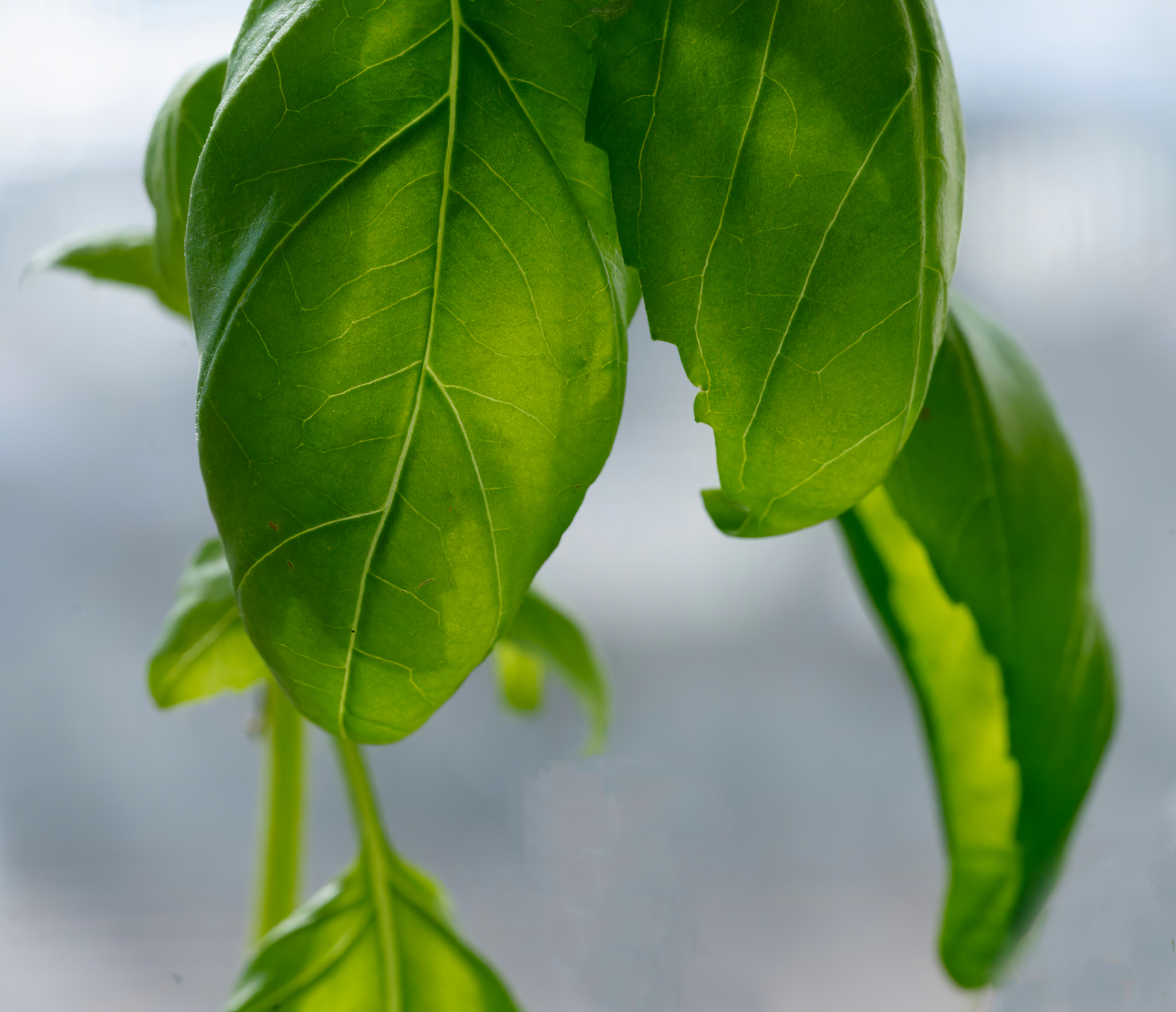 Fresh Basil Leaves.jpeg