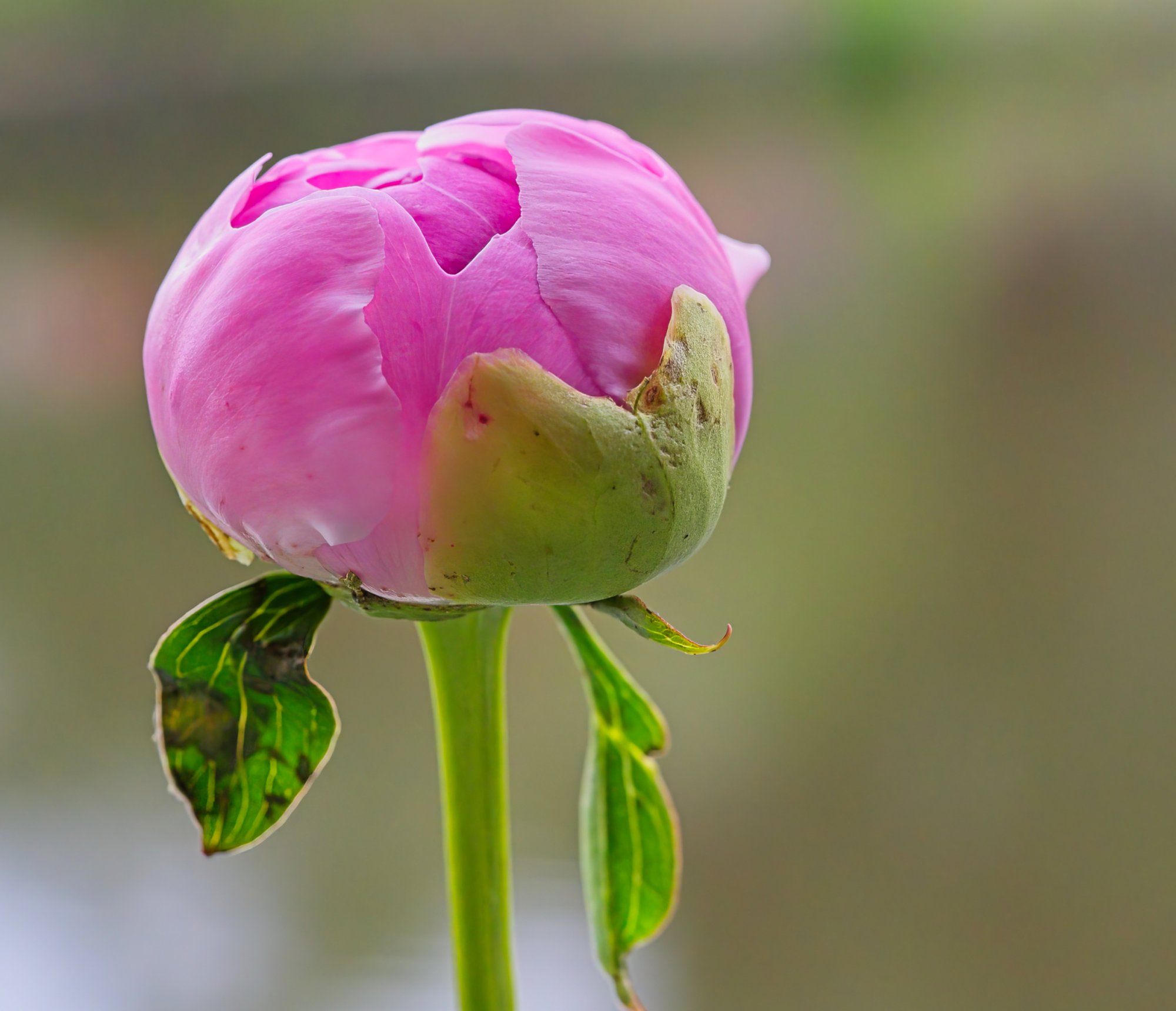 Fresh New Peony About to Bloom.jpeg