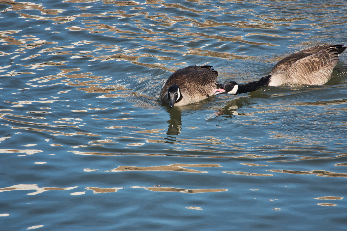 Frisky Geese.jpeg