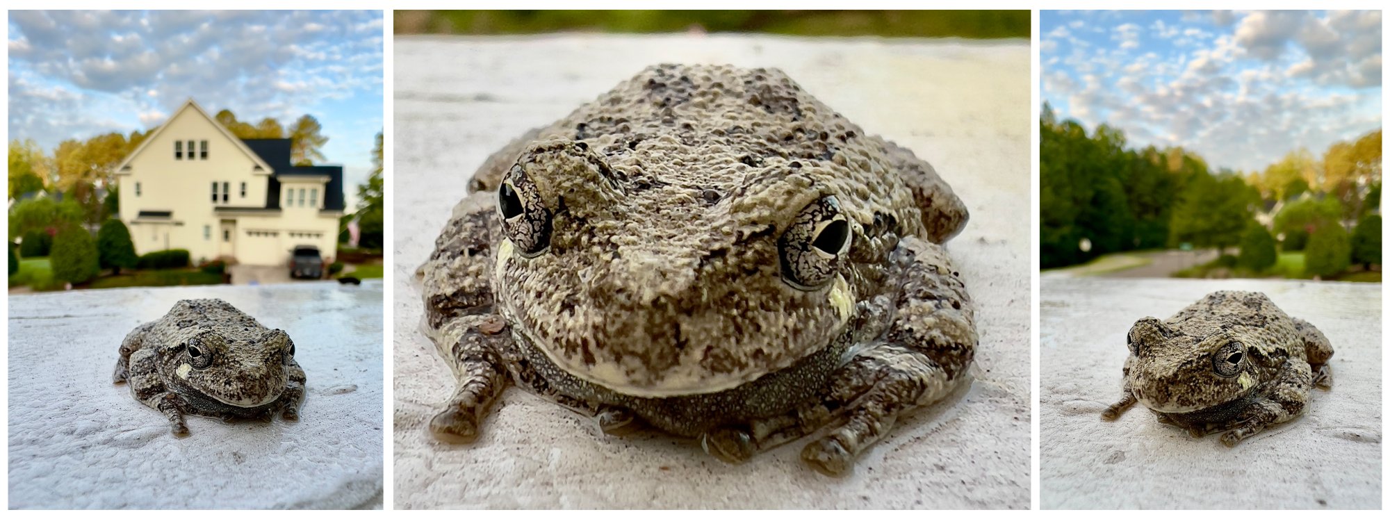 Frog Triptych.jpg