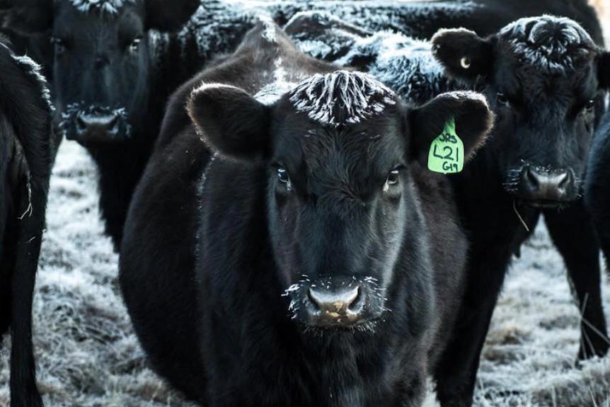 Frosty cows.jpg