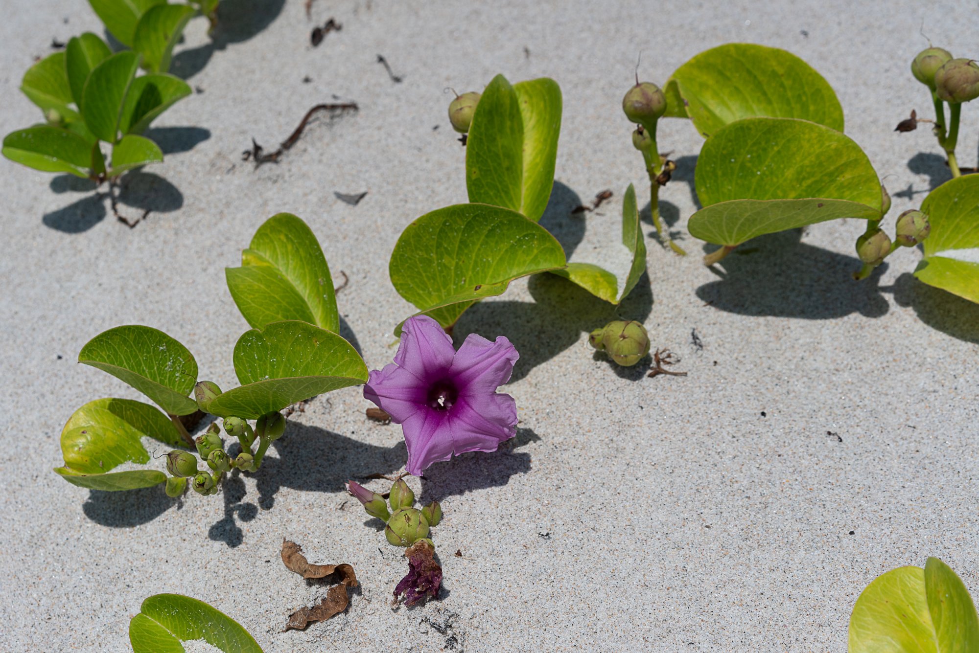 Ft Pierce Inlet - 2500px-2.JPG