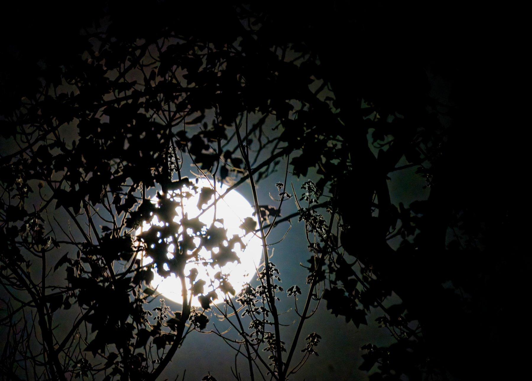 Full Moon Shining Thtough the Trees.jpeg