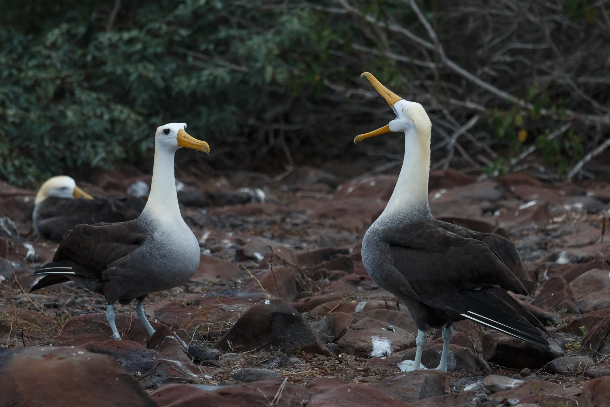 Galapagos Albatross Mating Dance.jpg