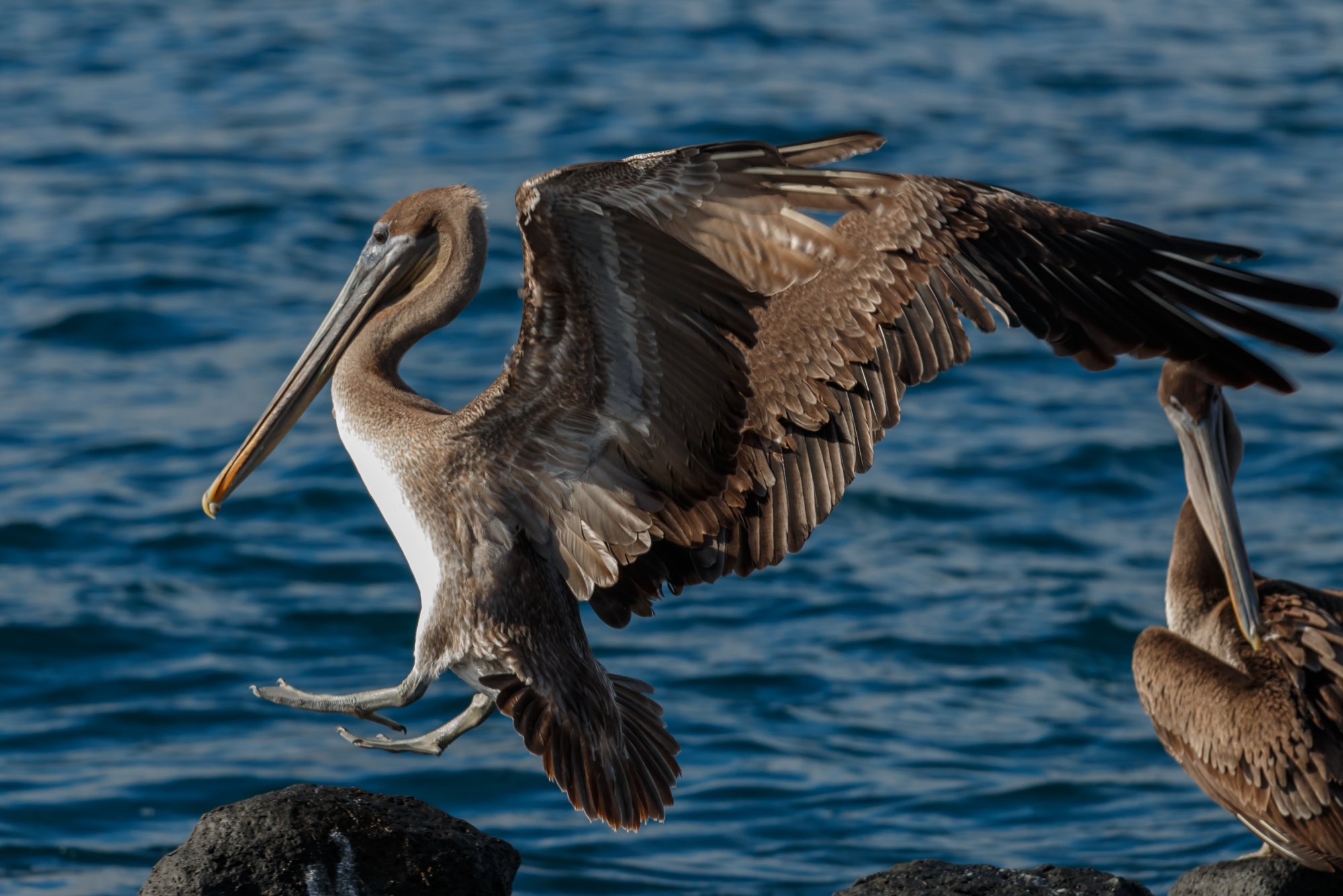 Galapagos Brown Pelican.jpg