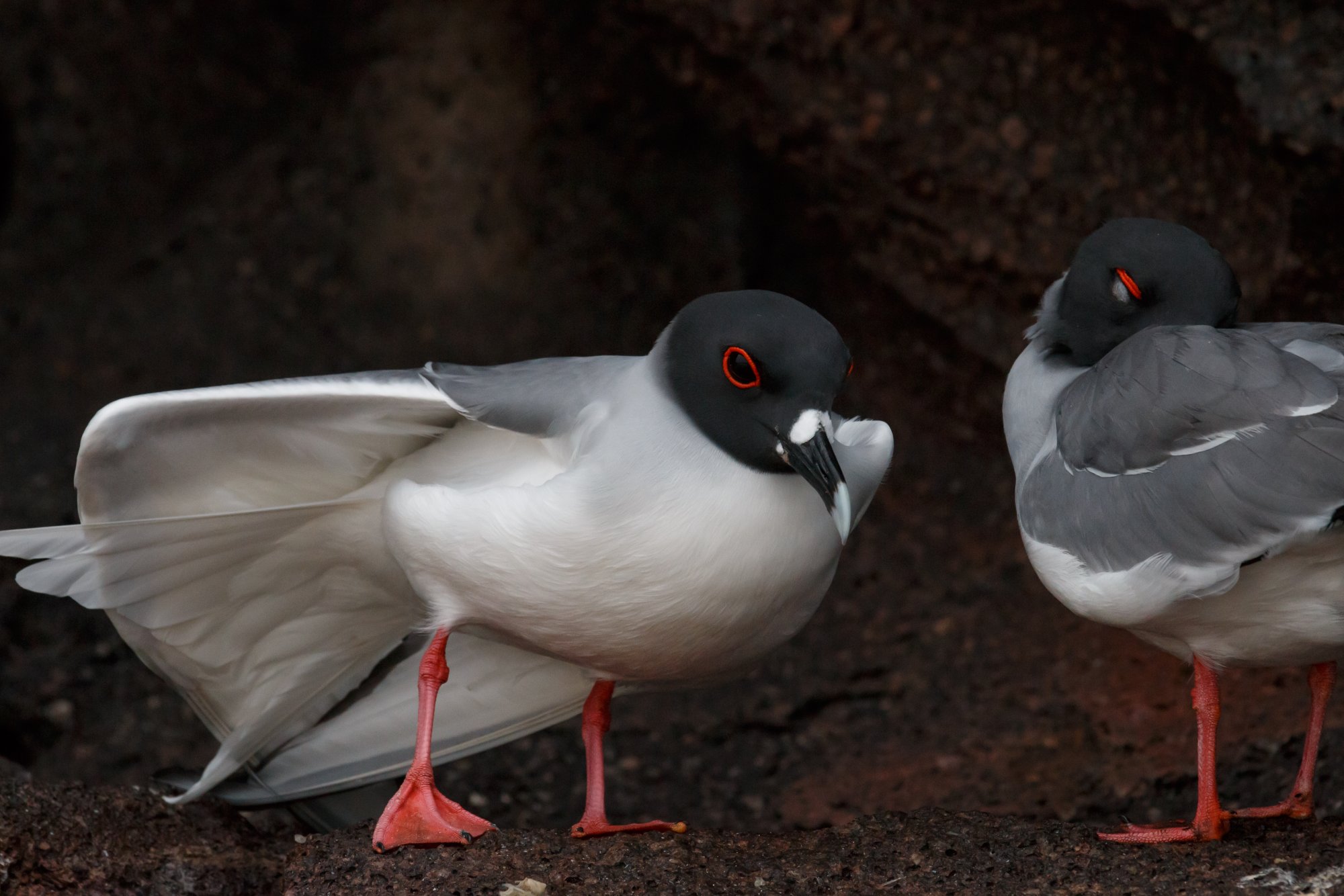 Galapagos Swallow-Tailed Gull.jpg