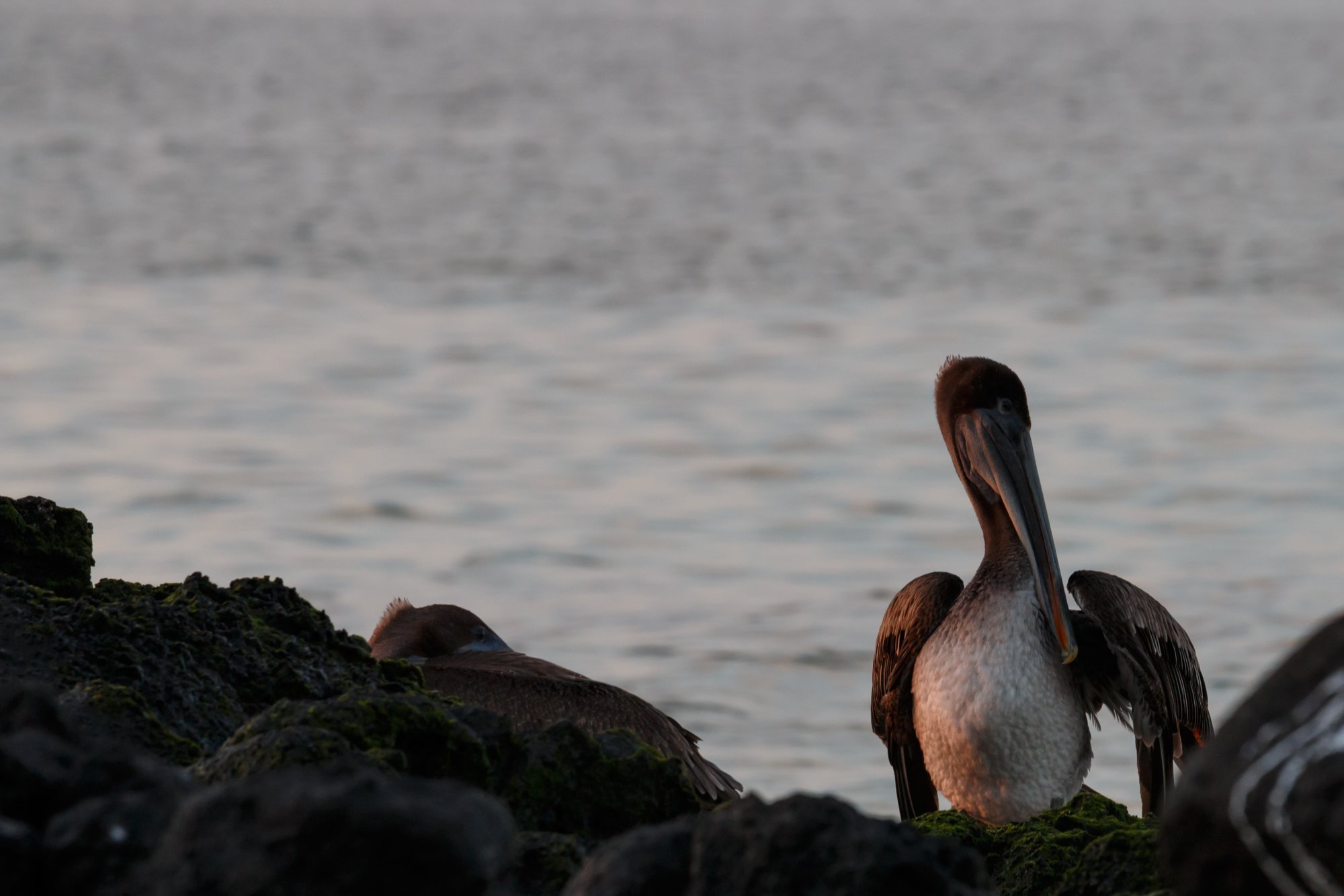 Galapagos_IMG_3970.jpg