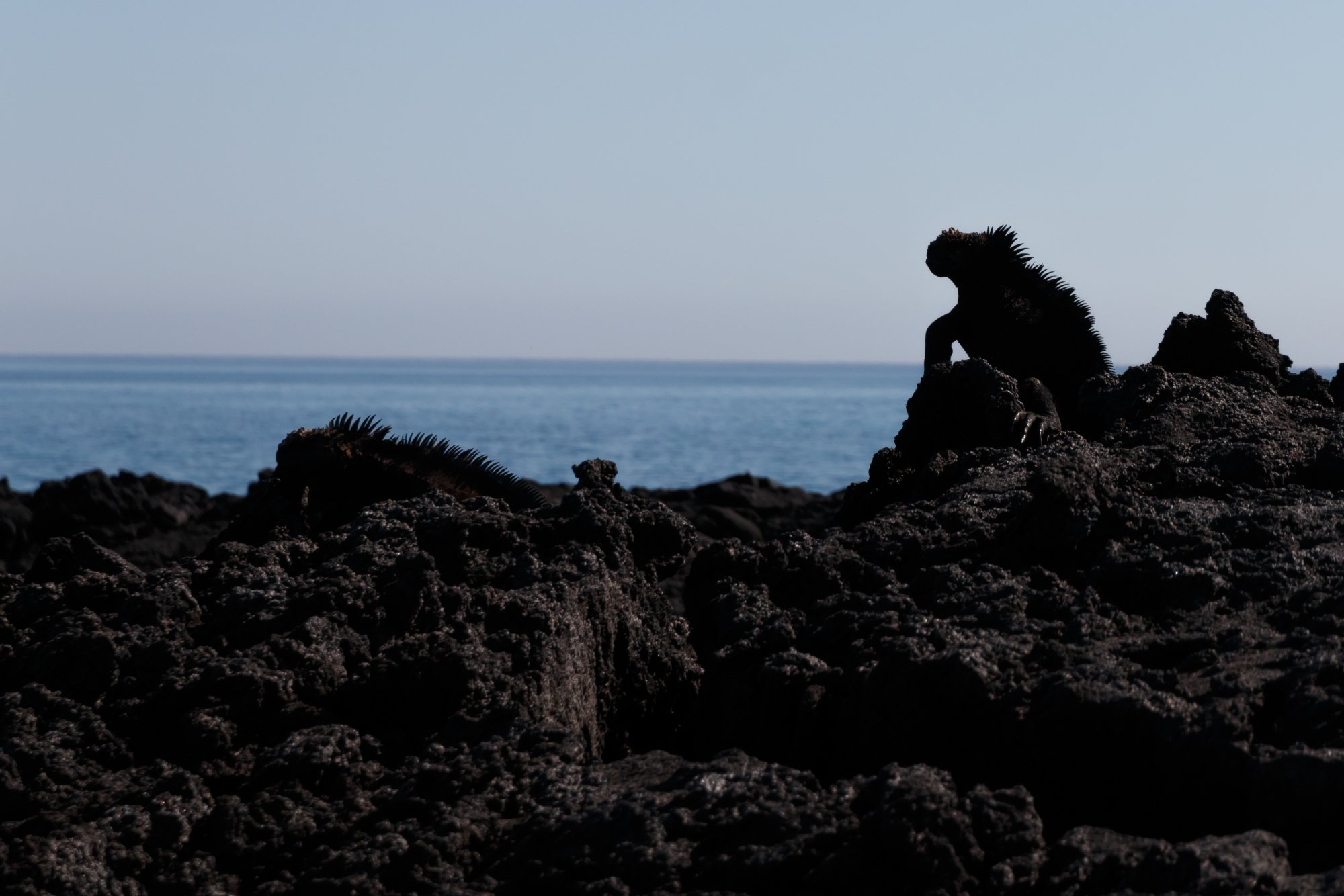 Galapagos_IMG_4500.jpg