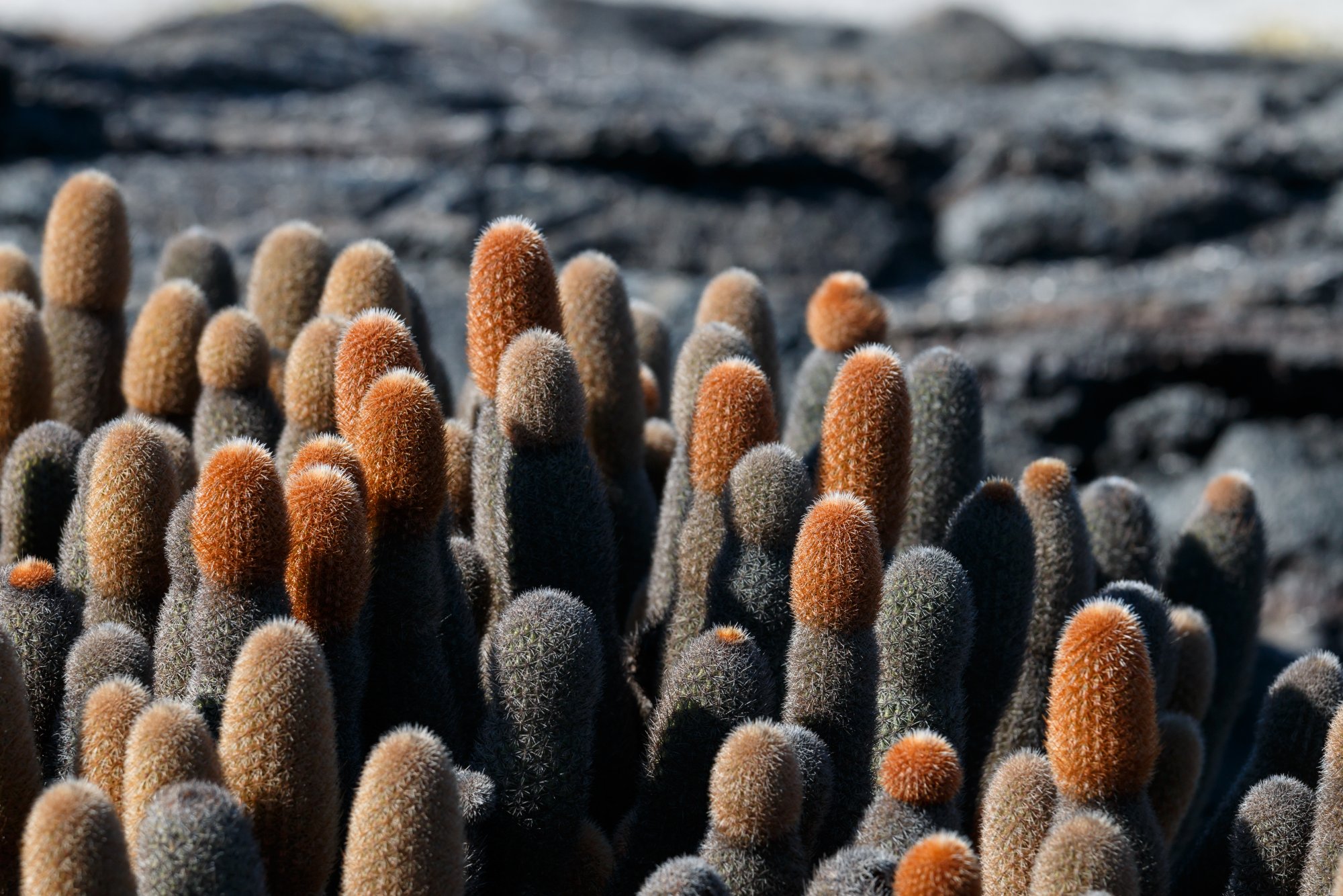 Galapagos_IMG_4949.jpg