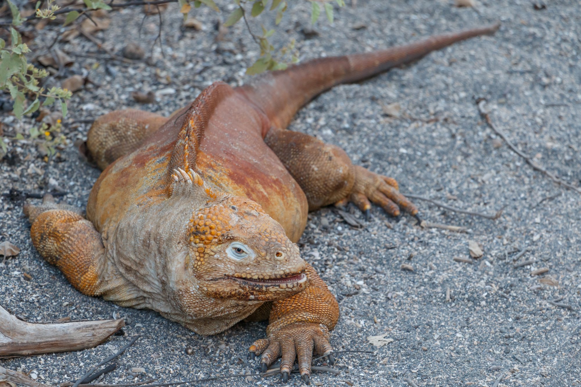 Galapagos_IMG_5001.jpg