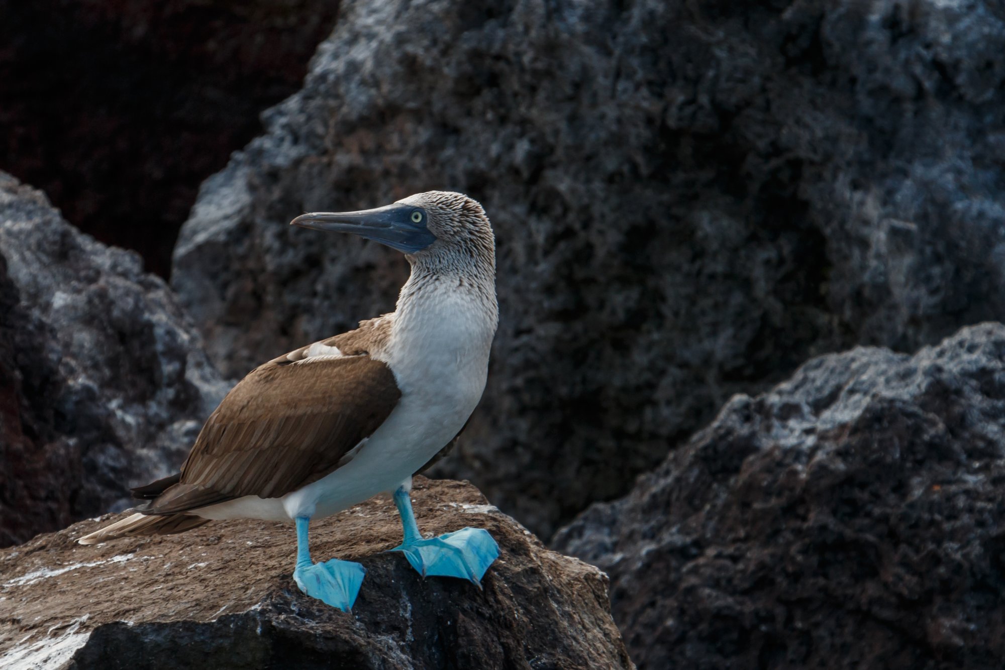 Galapagos_IMG_5316.jpg