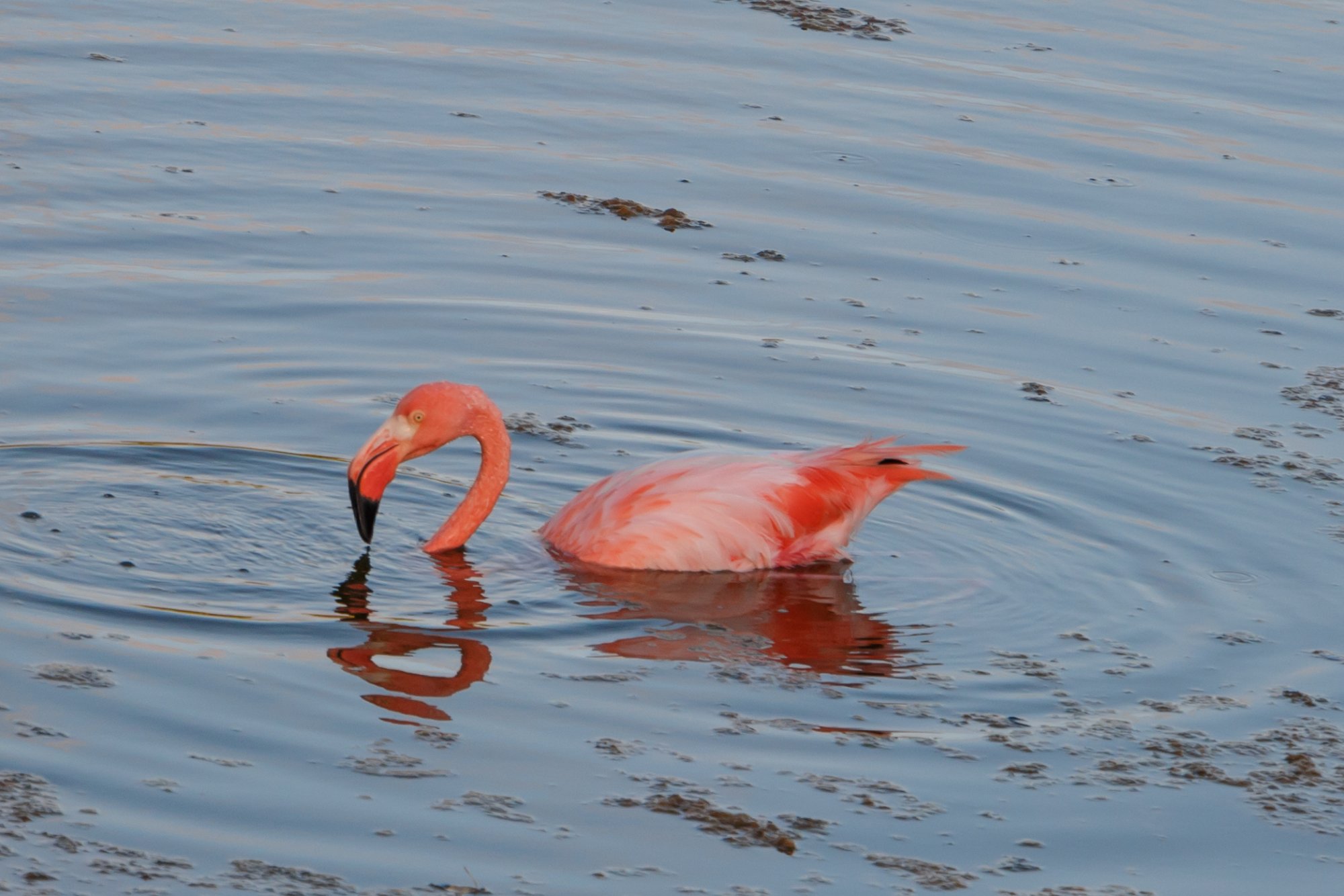 Galapagos_IMG_5412.jpg