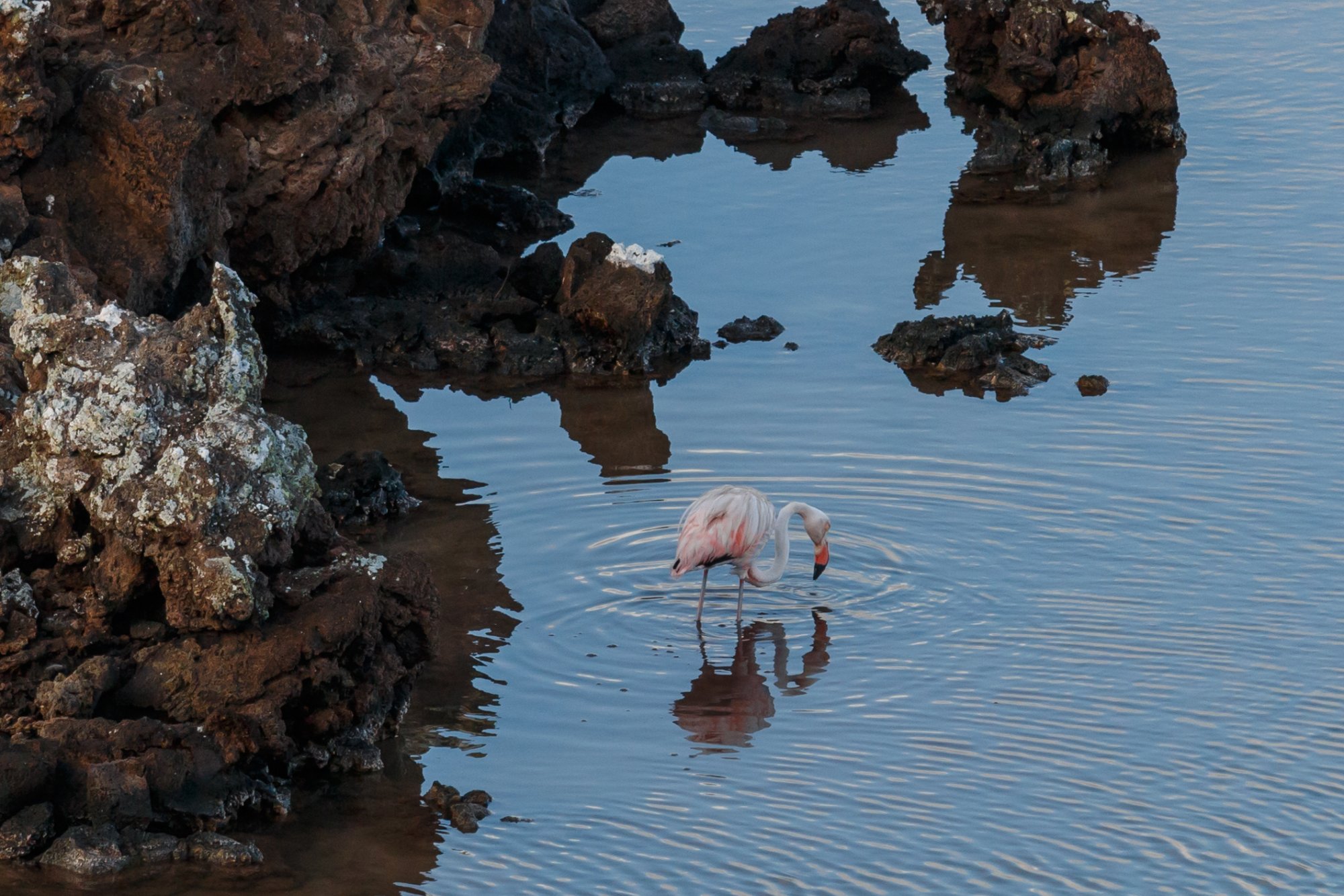 Galapagos_IMG_5865.jpg