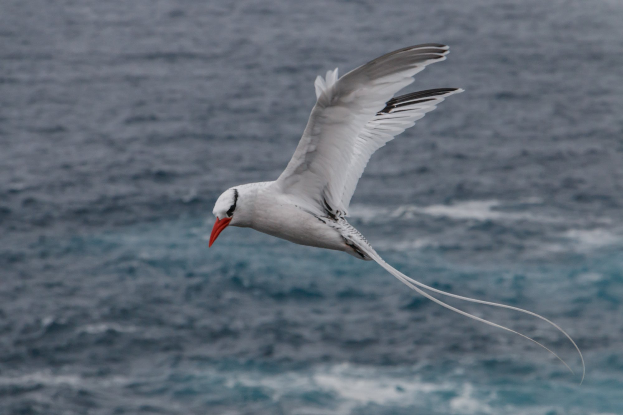 Galapagos_IMG_6224.jpg