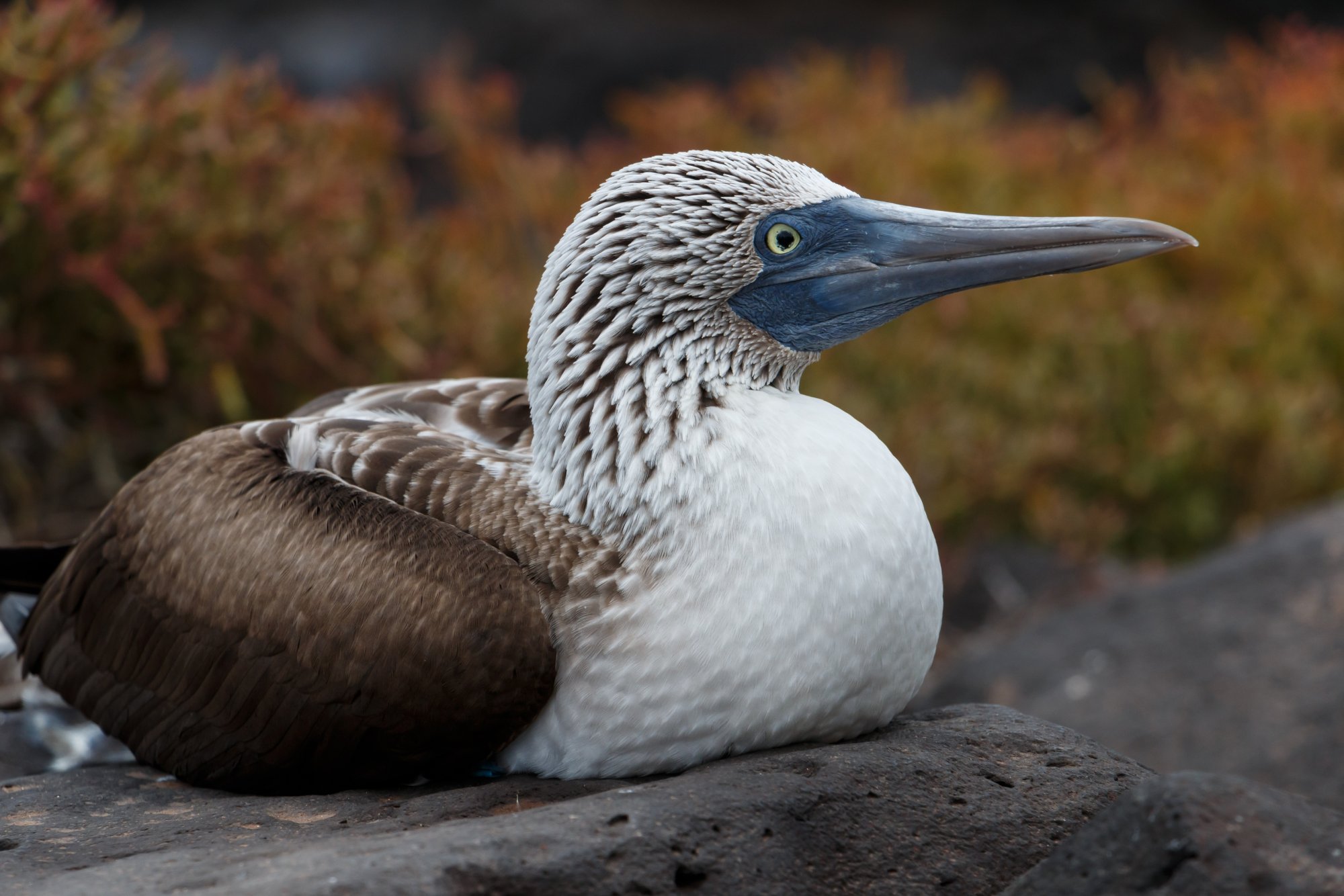 Galapagos_IMG_6245.jpg