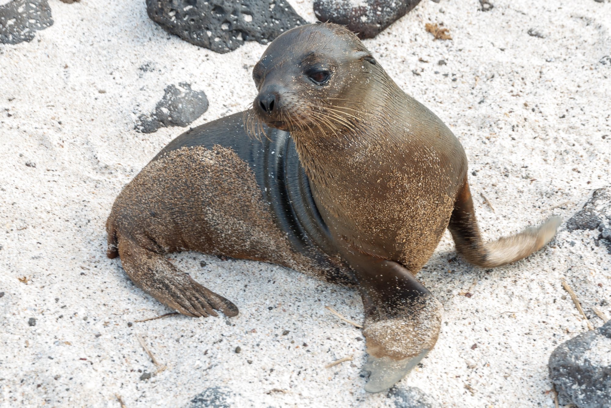 Galapagos_IMG_6514.jpg