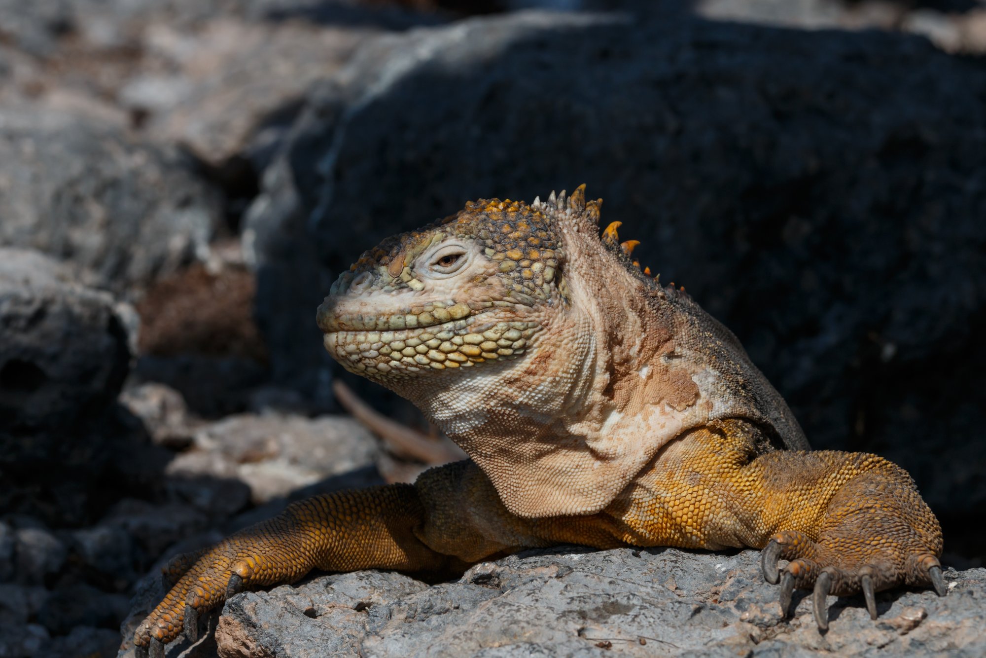 Galapagos_IMG_6651.jpg