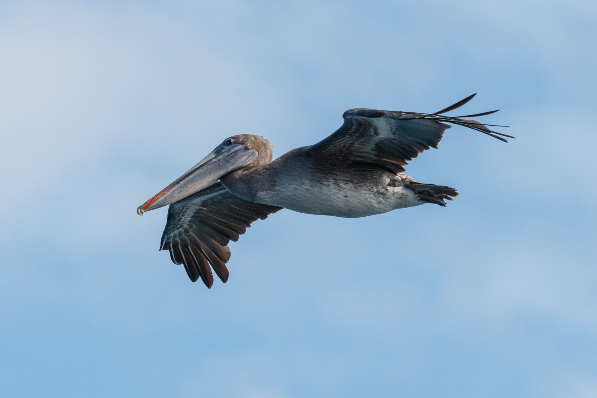 Galapagos_IMG_6729.jpg