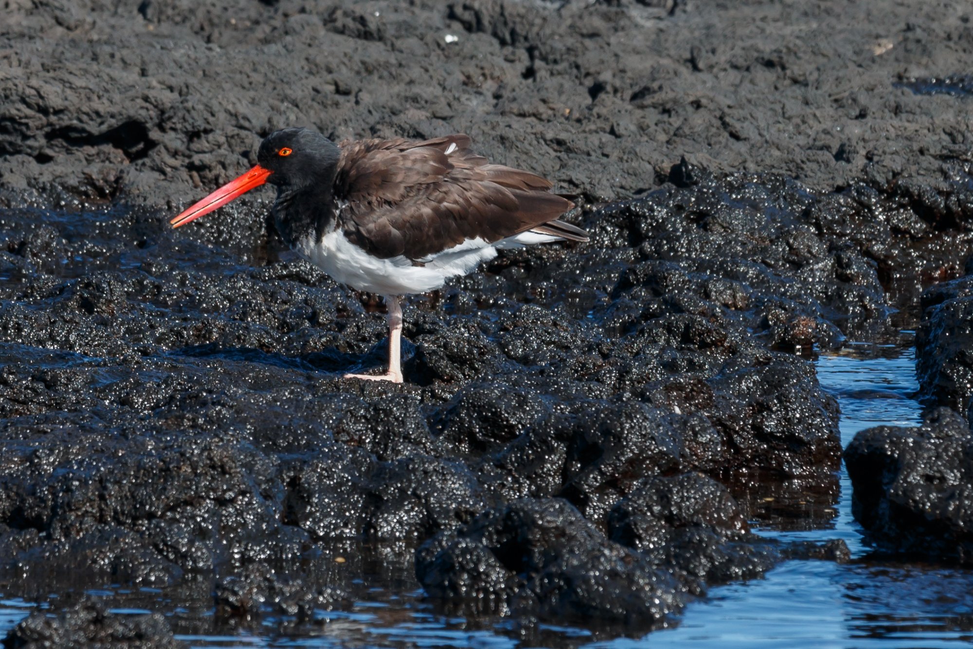 Galapagos_IMG_7075.jpg